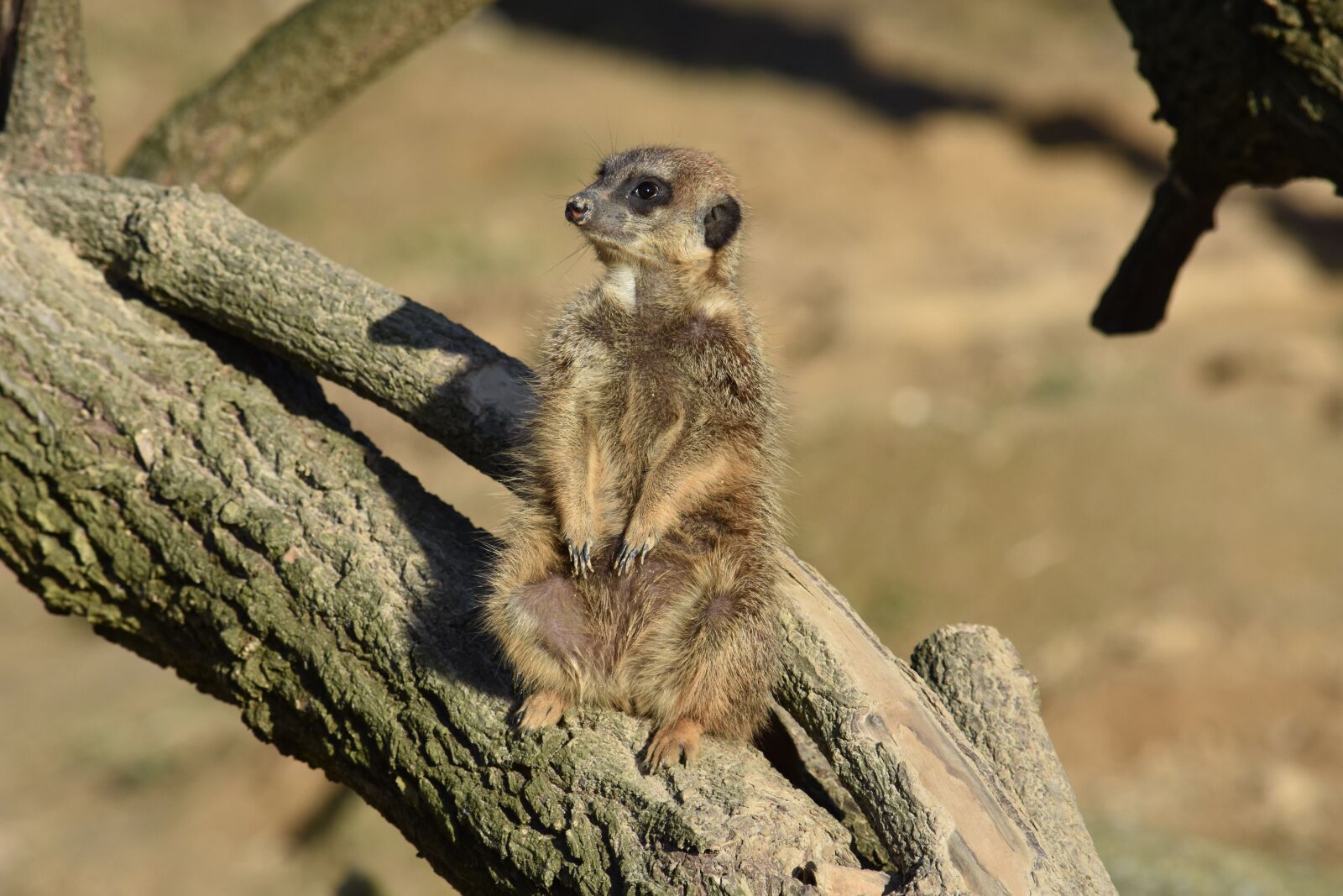 Nikon D7200 sample photo. Meerkat, nature, mammal photography