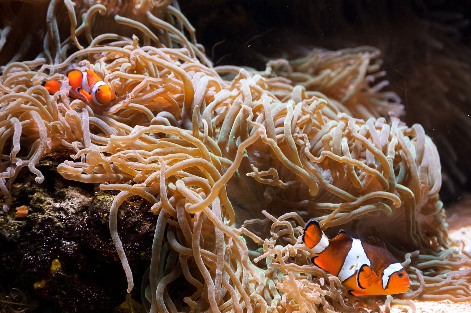 Nikon D40 sample photo. Clownfish, fish, animal world photography