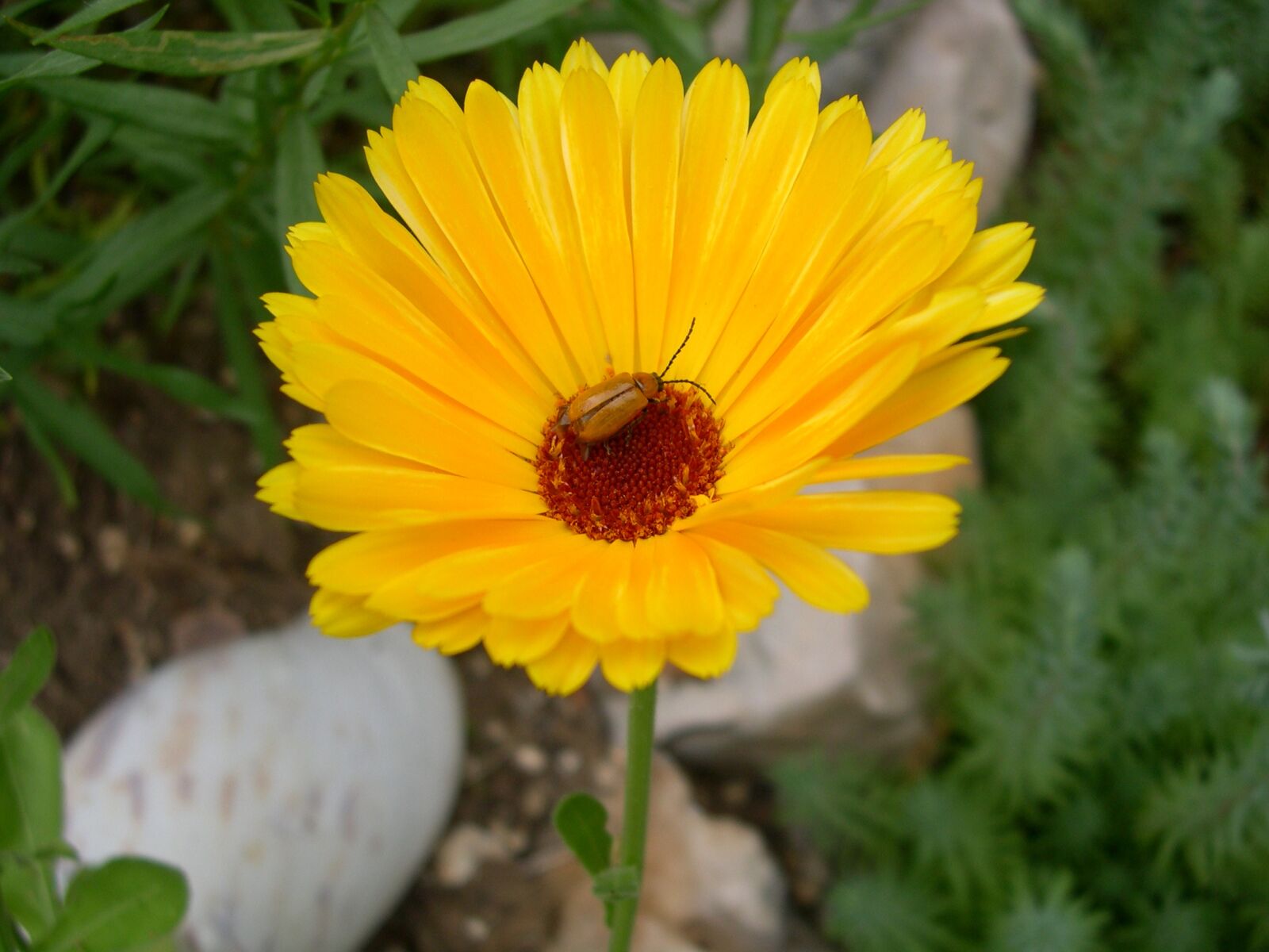 Nikon E4300 sample photo. Calendula, plant, insect browser photography