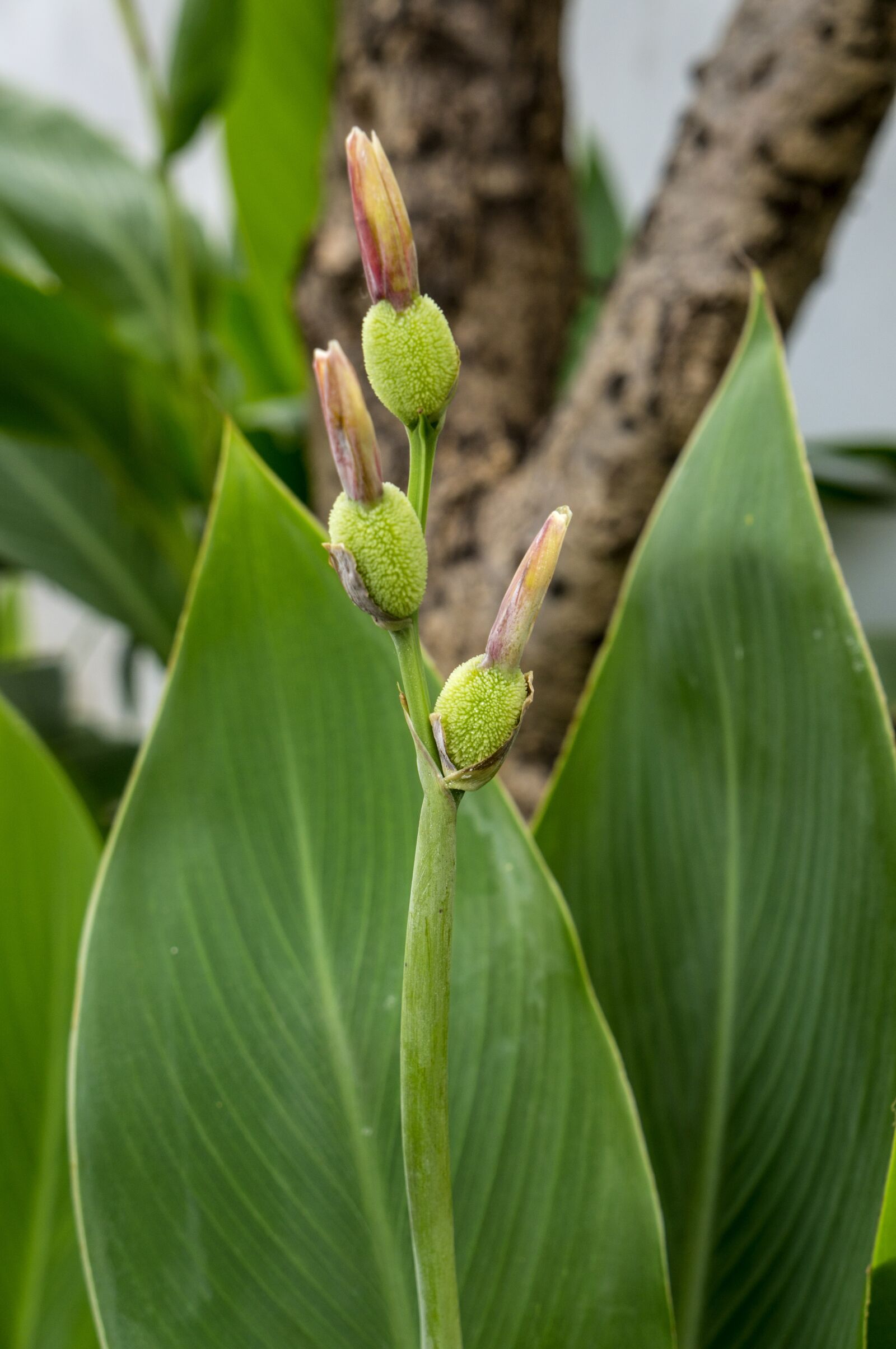Sony Alpha NEX-F3 + Sony E 18-55mm F3.5-5.6 OSS sample photo. Natural, green leaf, plant photography