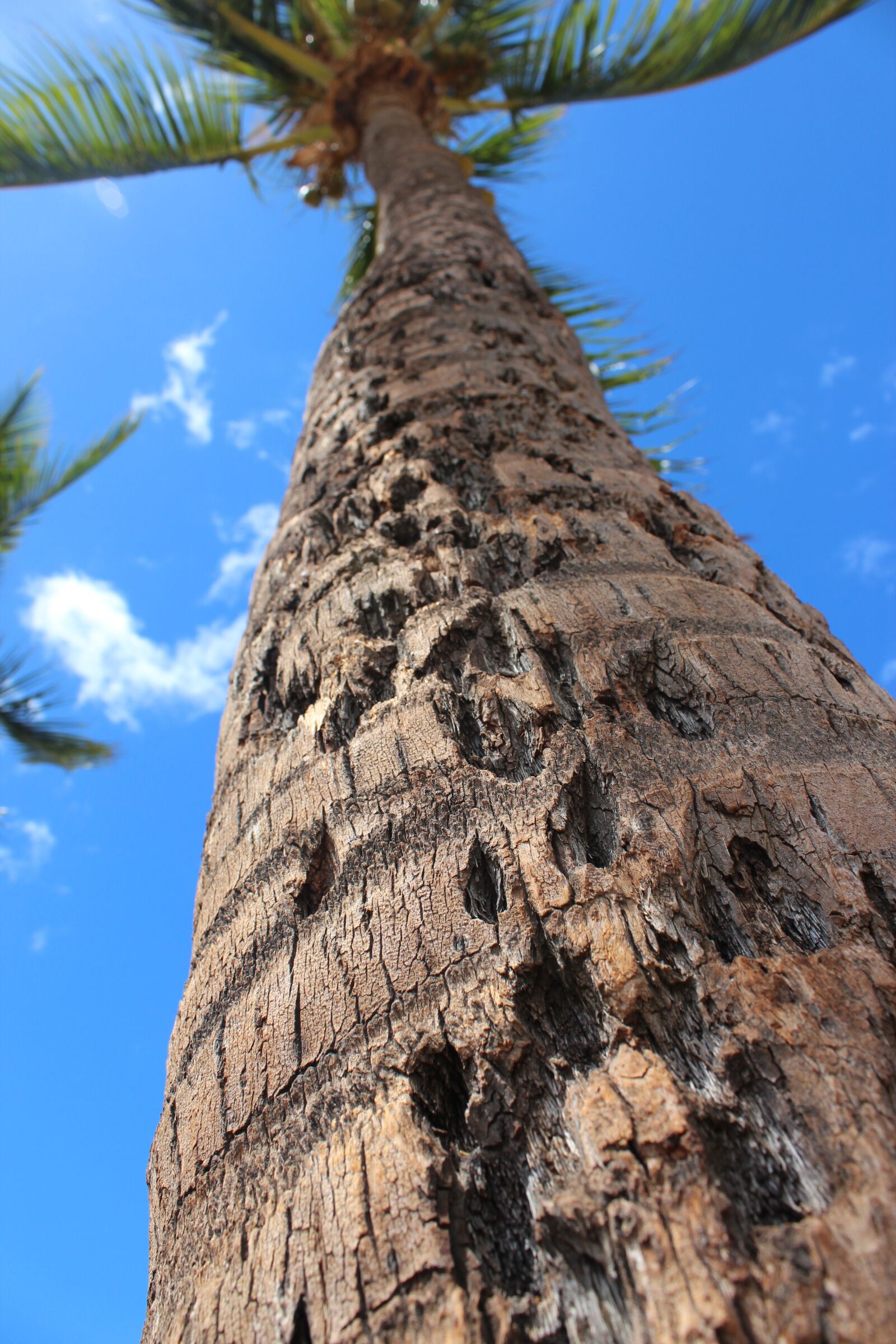 Canon EOS 600D (Rebel EOS T3i / EOS Kiss X5) sample photo. Hawaii, palm tree, tropical photography