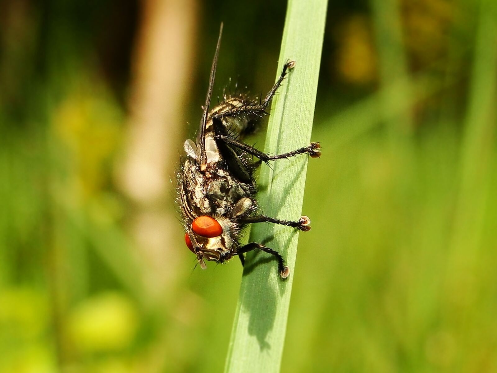 Sony Cyber-shot DSC-HX1 sample photo. Insect, nature, at the photography
