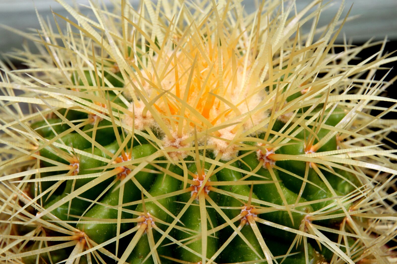 Canon EOS 500D (EOS Rebel T1i / EOS Kiss X3) sample photo. Cactus, spine, succulent photography