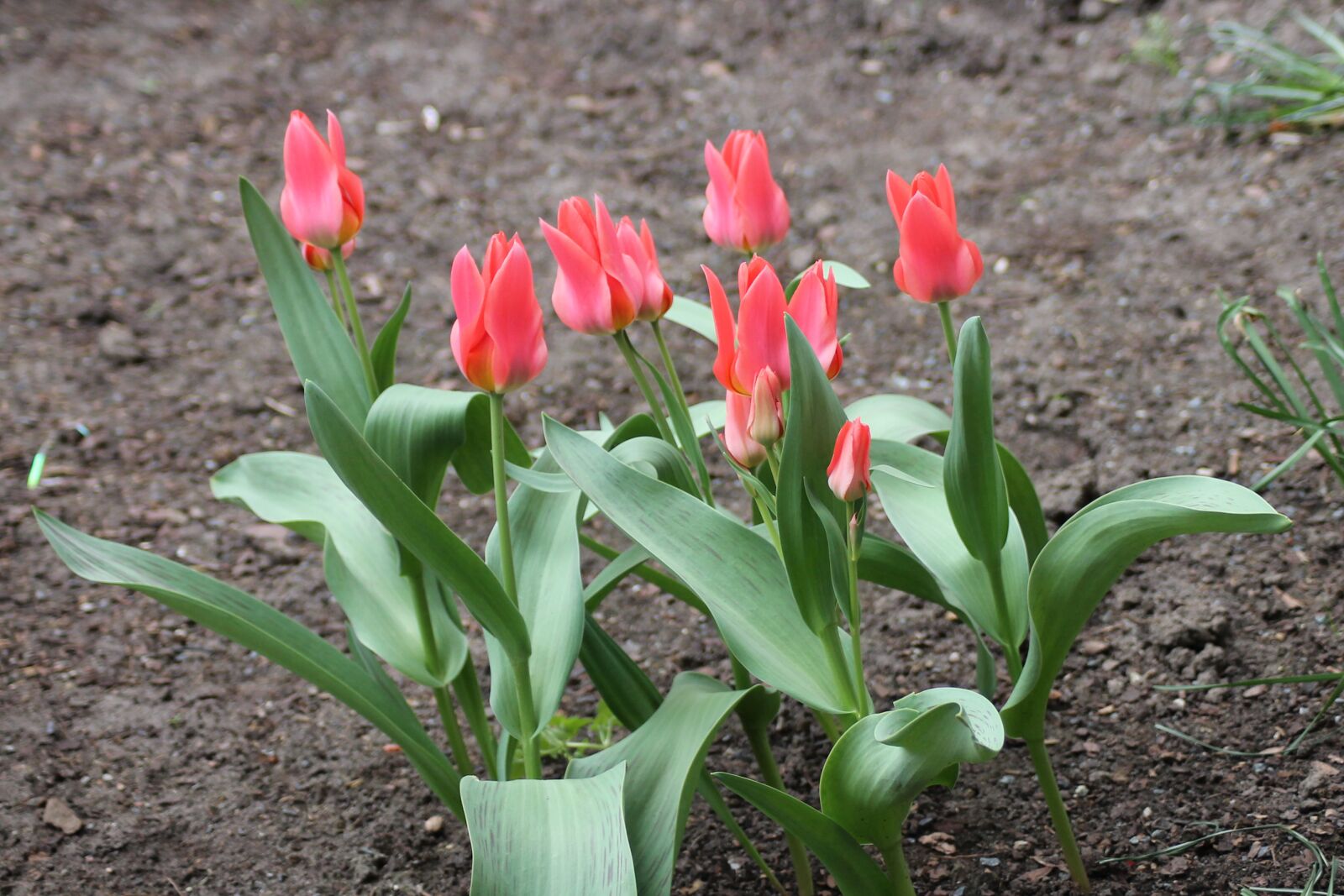 Canon EOS 1100D (EOS Rebel T3 / EOS Kiss X50) sample photo. Flowers, tulips, red photography