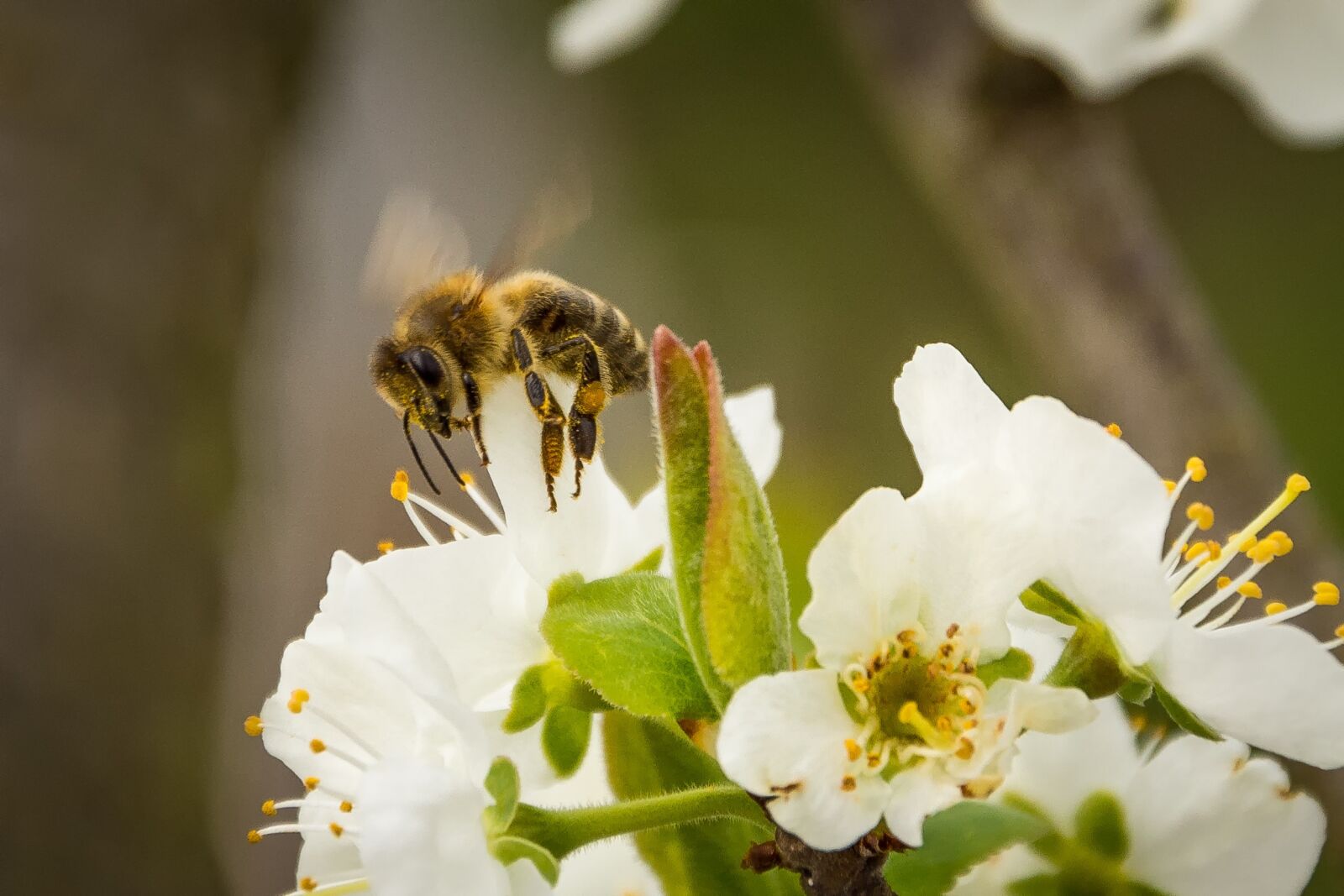 Nikon D7200 sample photo. Bee, honey bee, blossom photography