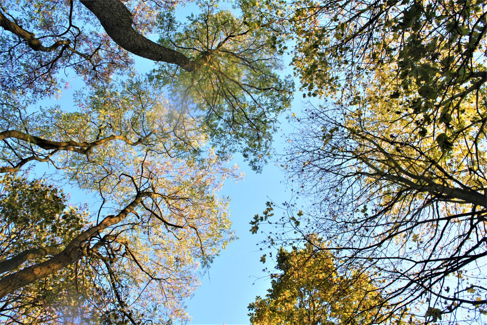 Canon EOS 1000D (EOS Digital Rebel XS / EOS Kiss F) sample photo. Autumn, autumn colours, walk photography