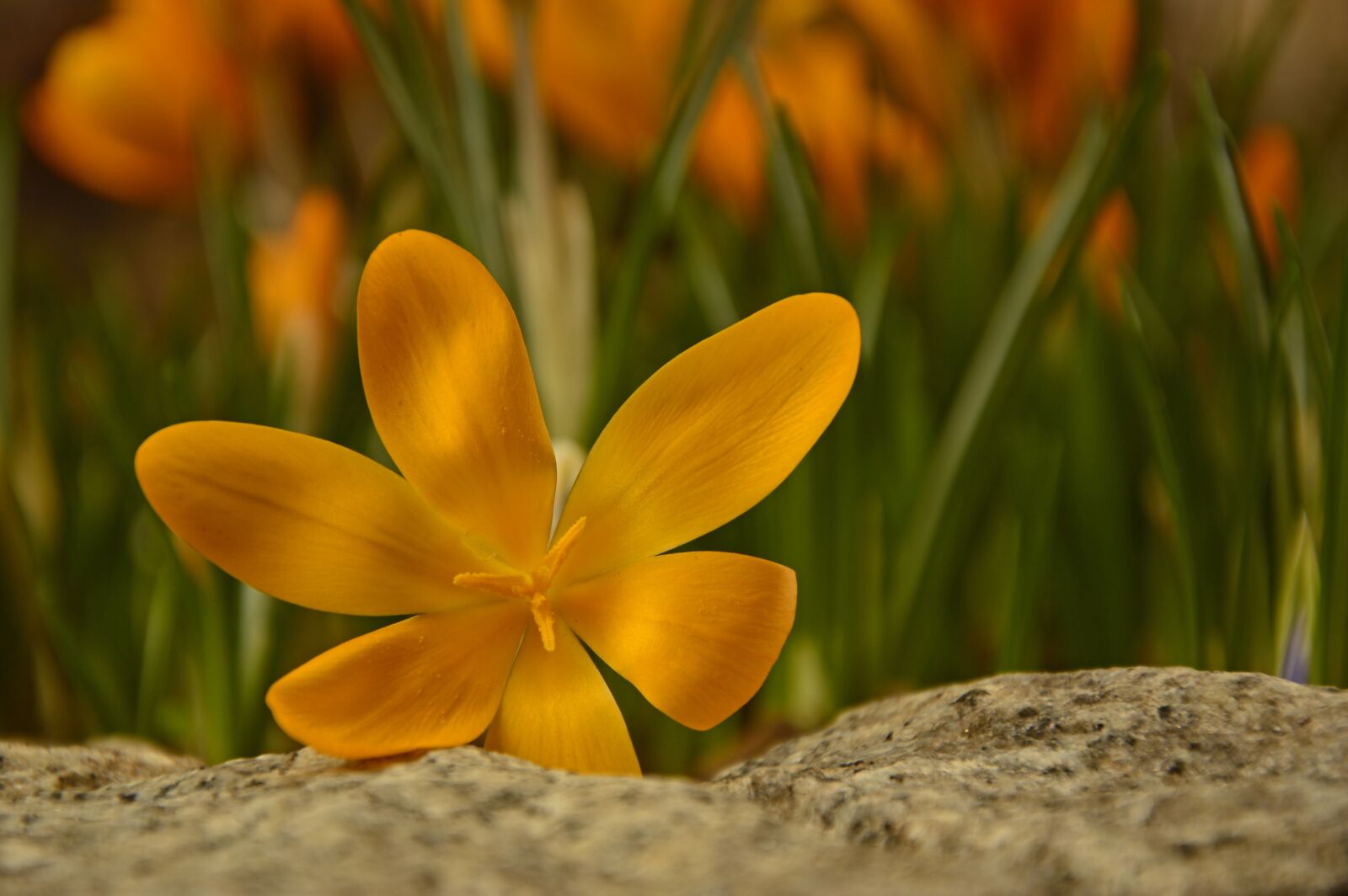 Nikon D3200 sample photo. Crocus, early bloomer, spring photography