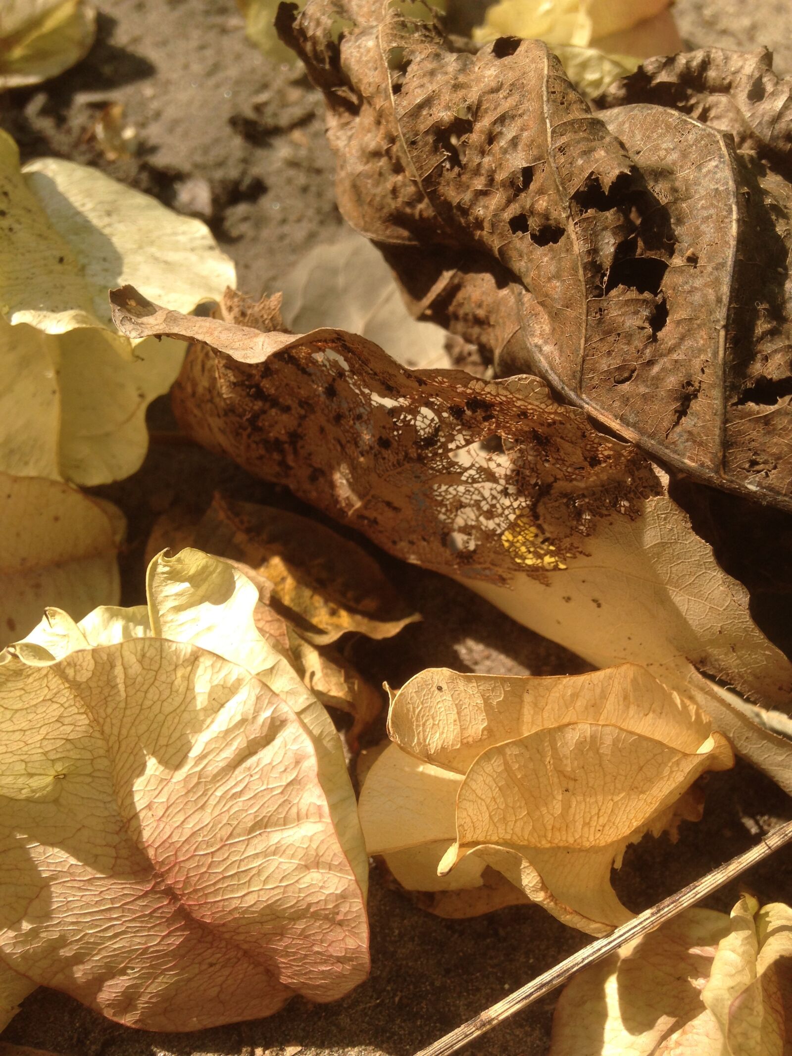 Apple iPhone 5 sample photo. Plant, the leaves, dead photography