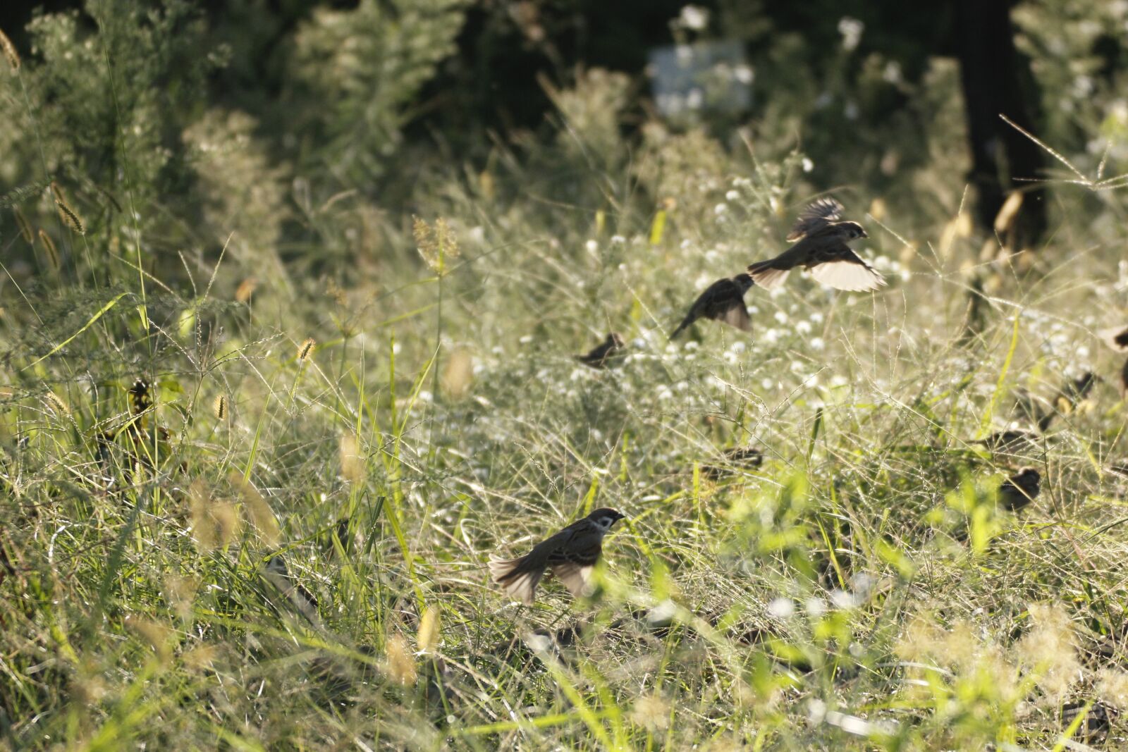 Canon EOS 550D (EOS Rebel T2i / EOS Kiss X4) sample photo. Landscape, nature, birds photography