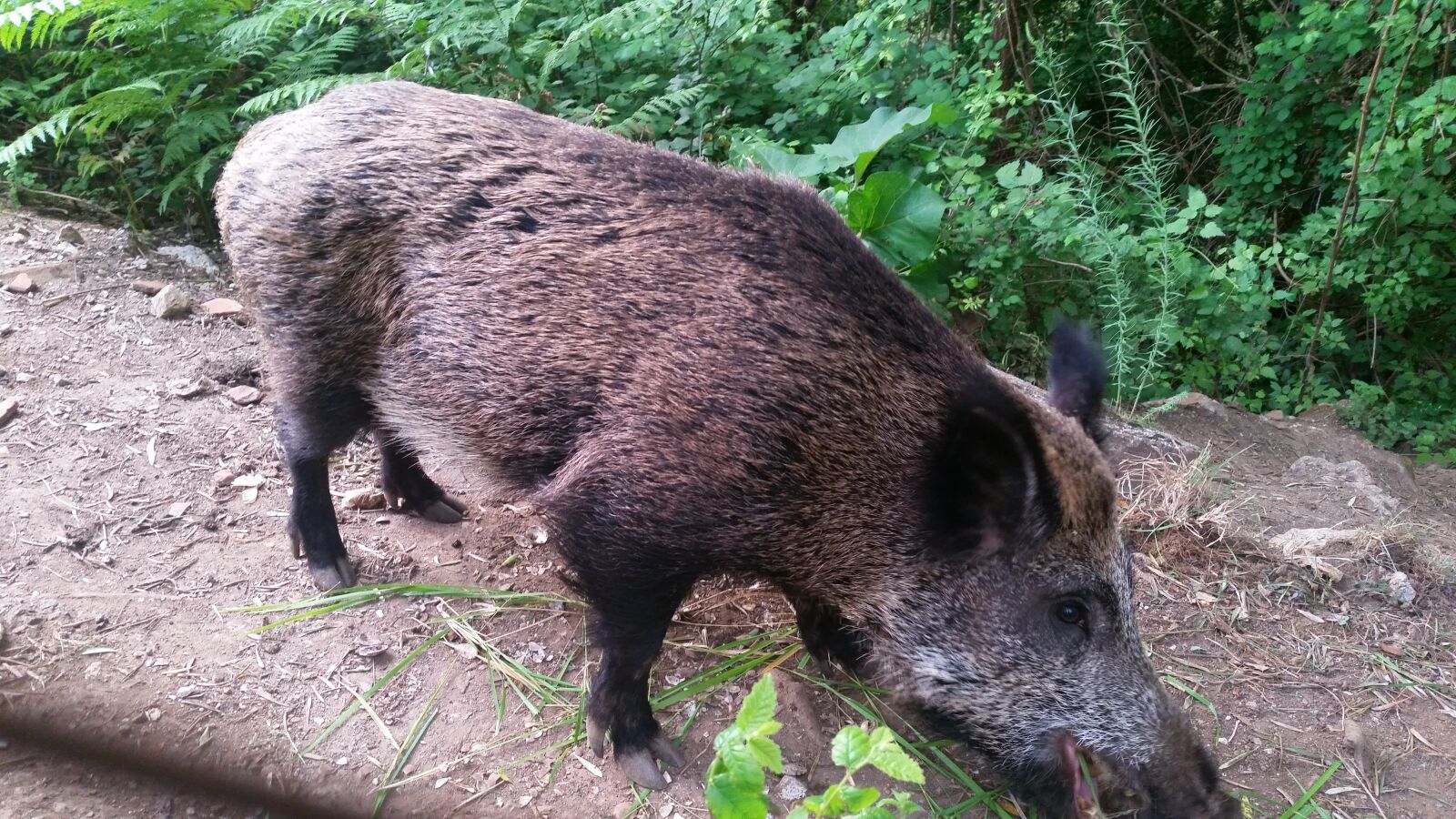 Samsung Galaxy S5 sample photo. Wild boar, nature, livestock photography