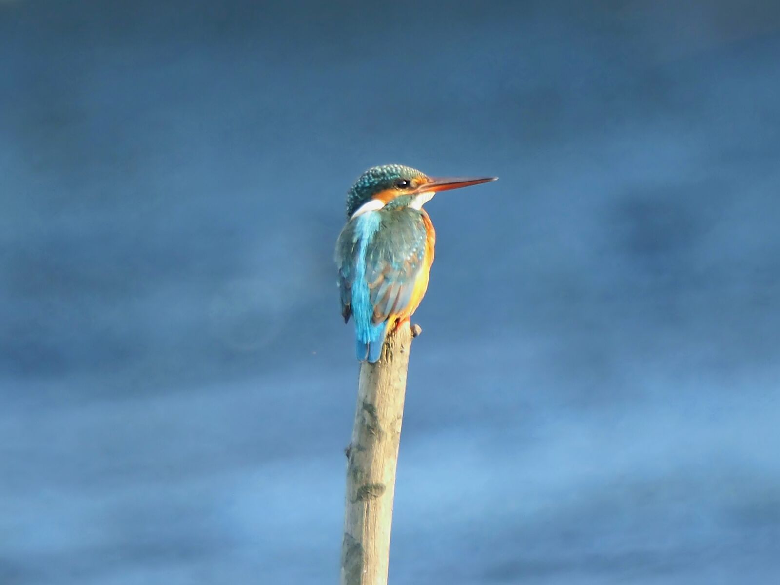 Olympus OM-D E-M1 sample photo. Common kingfisher, perch, wild photography