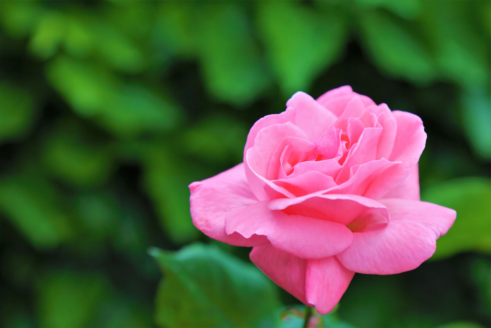 Canon EF 24-105mm F4L IS USM sample photo. Rose, pink, spring photography
