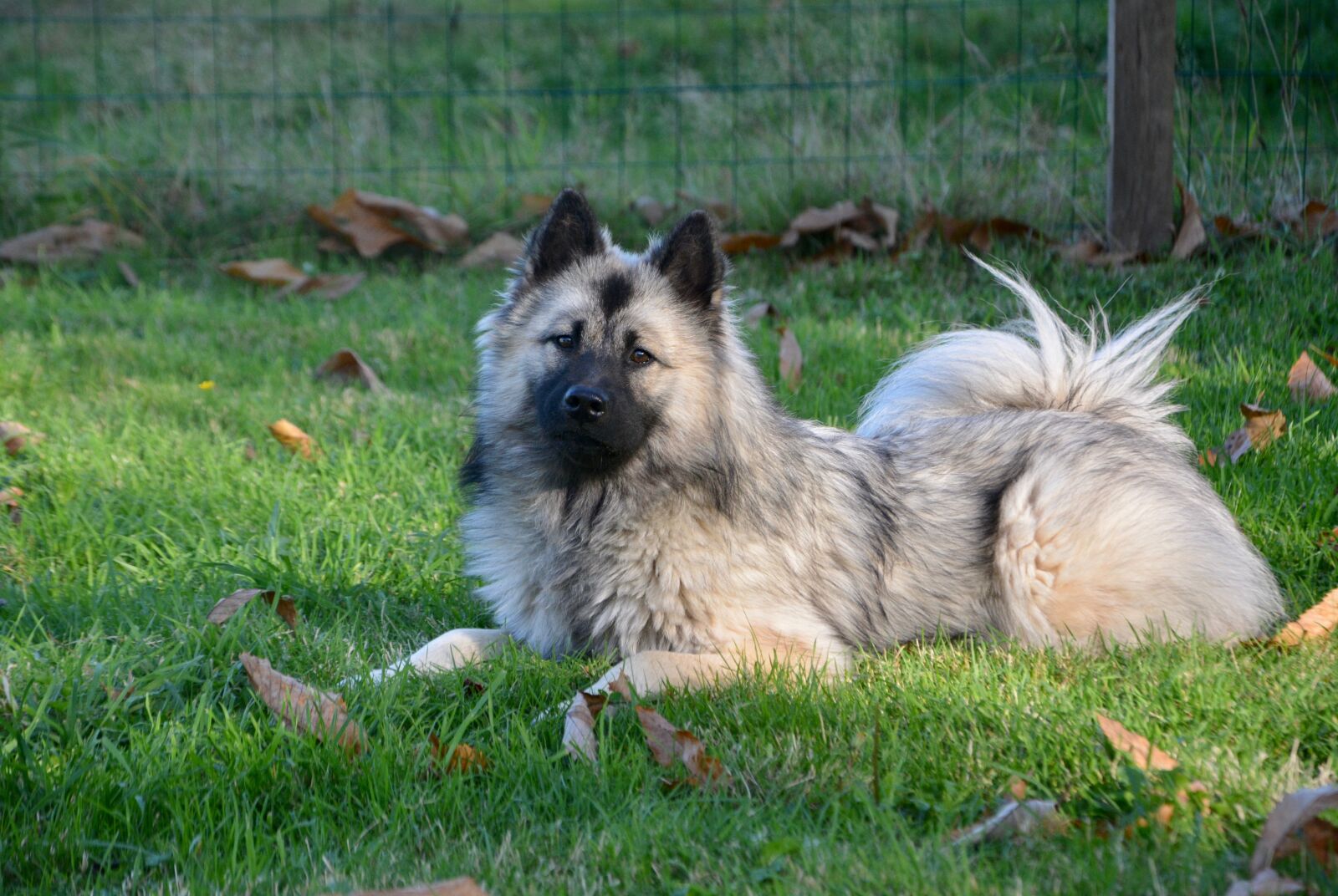 Nikon D5200 sample photo. Dog, bitch bitch christmas photography