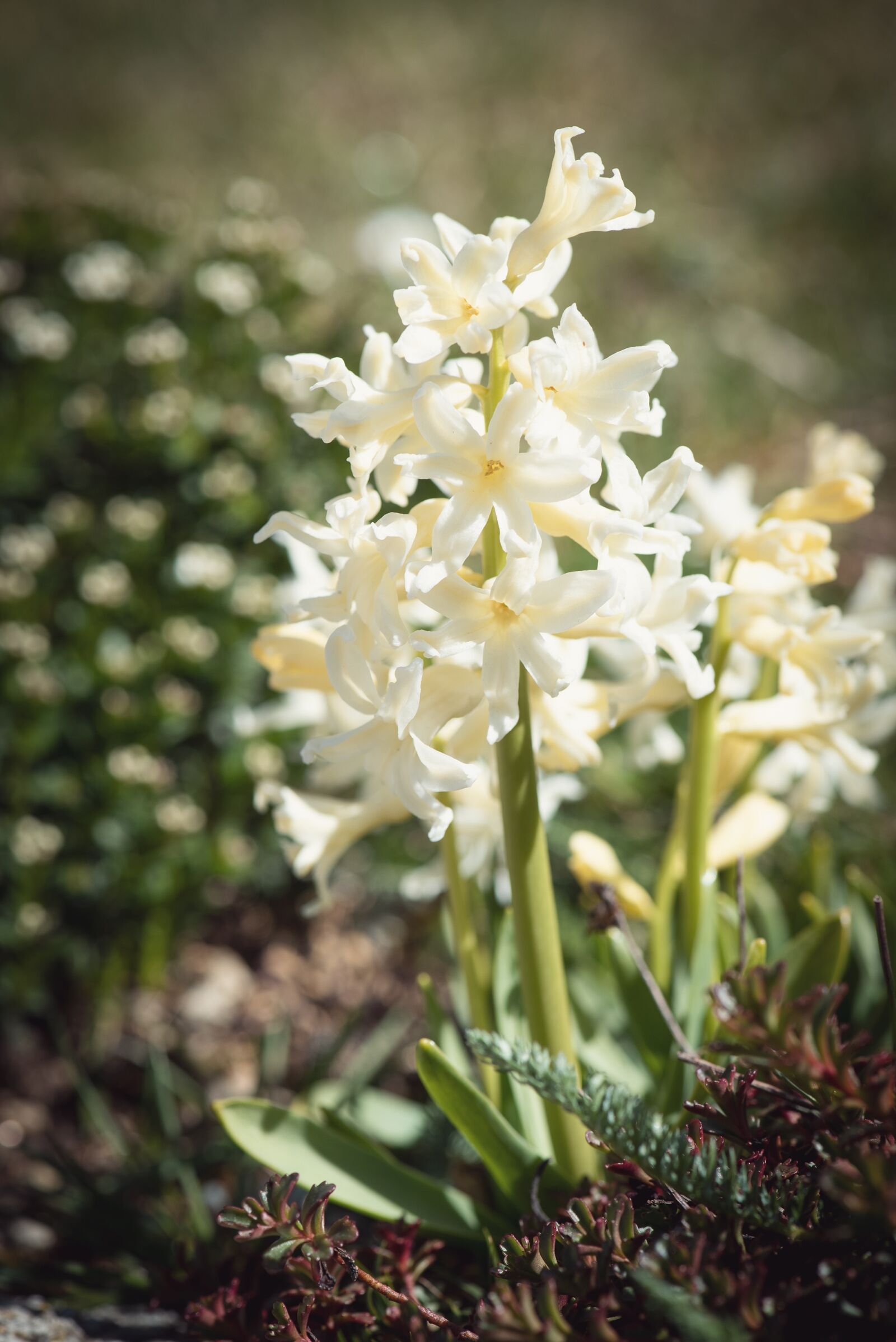Nikon D750 sample photo. Hyacinth, white, garden photography
