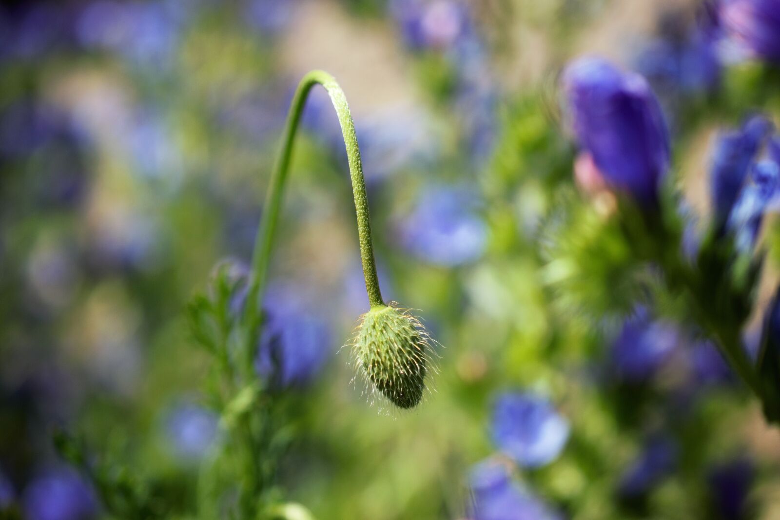 Nikon D3300 sample photo. Poppy capsule, flower, field photography
