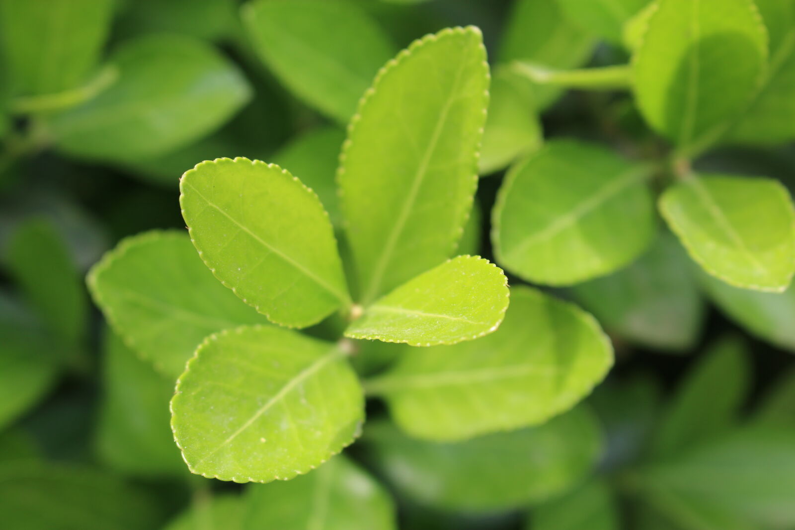 Canon EOS 70D sample photo. Bio, green, leaf, leafs photography