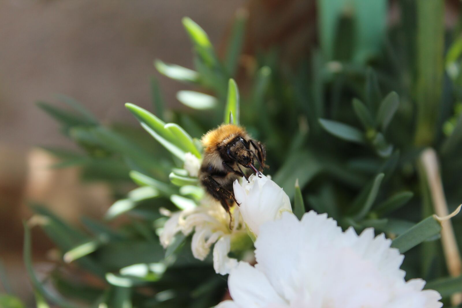 Canon EOS 600D (Rebel EOS T3i / EOS Kiss X5) sample photo. Hummel, insect, flower photography