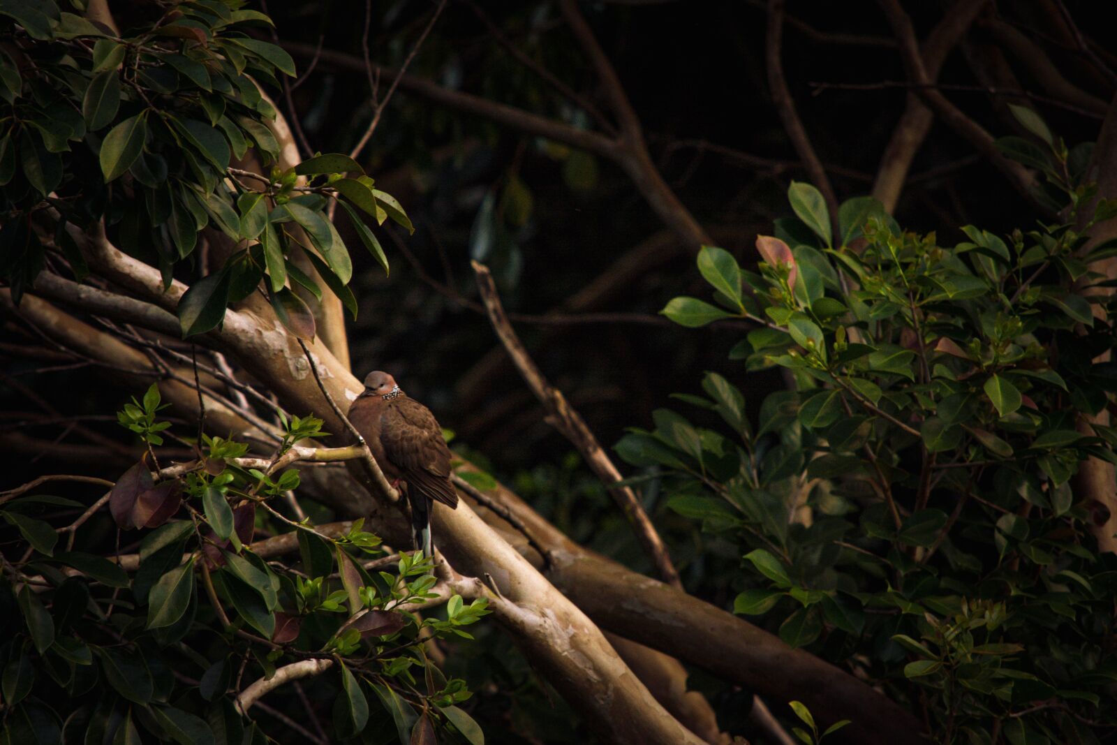 Nikon D5200 sample photo. Bird, tree, rainforest, nature photography