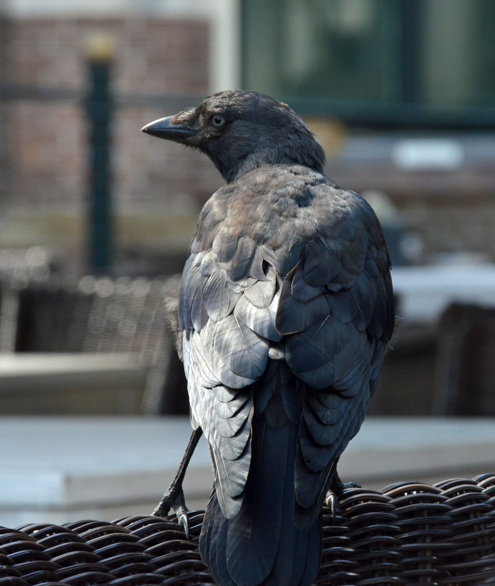 Nikon D7000 sample photo. Bird, jackdaw, crow photography