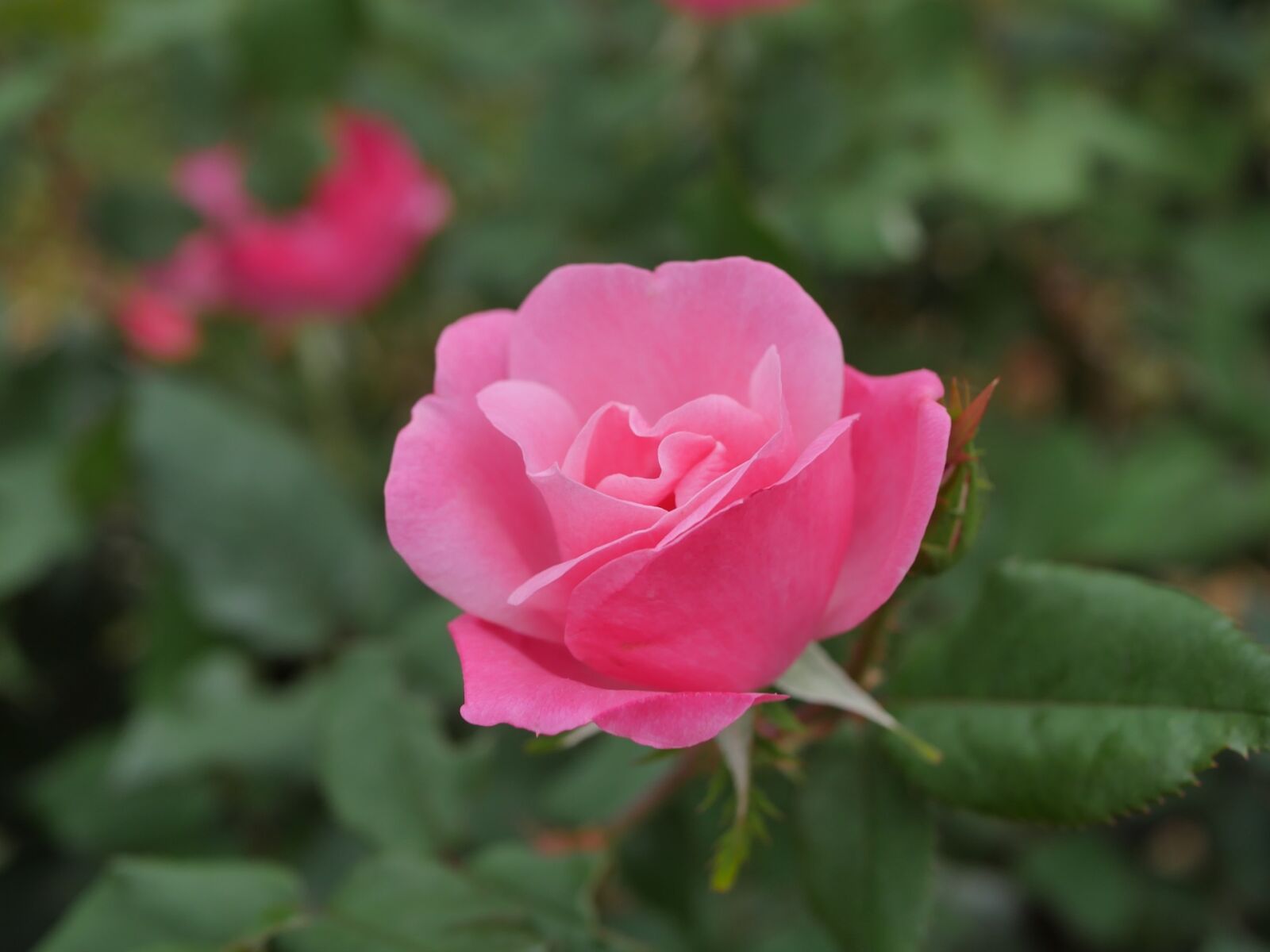 Panasonic Lumix DMC-GX8 sample photo. Rose, flower, blossom photography