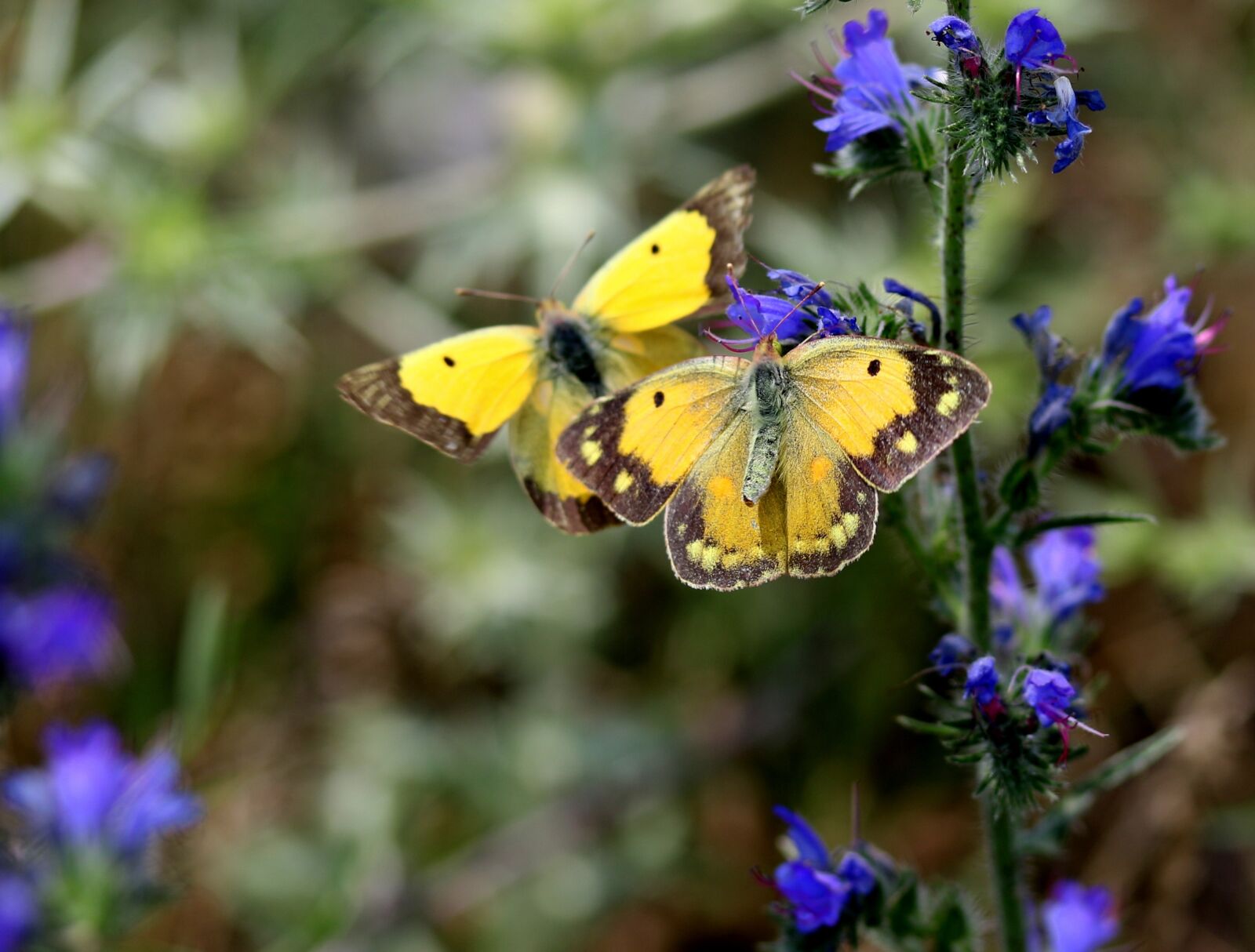 Canon EF-S 60mm F2.8 Macro USM sample photo. Butterfly, yellow, pair photography