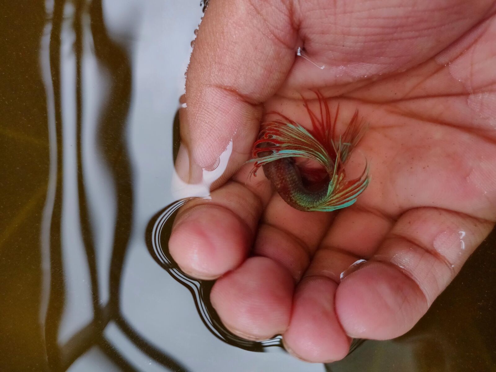 OnePlus A6000 sample photo. Fighting fish, fish, fish photography