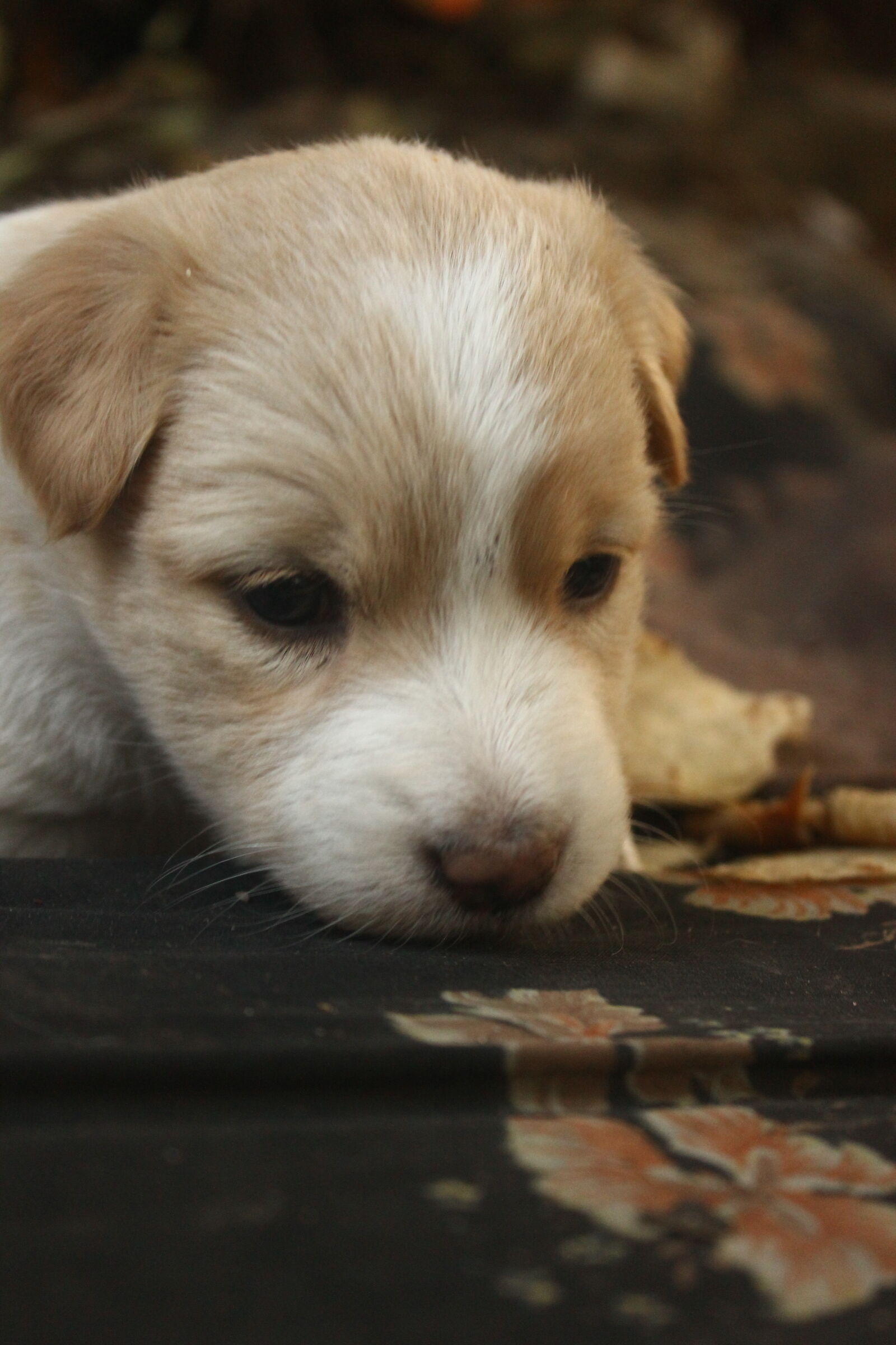 Canon EOS 550D (EOS Rebel T2i / EOS Kiss X4) sample photo. Puppy, dog, animal, pet photography