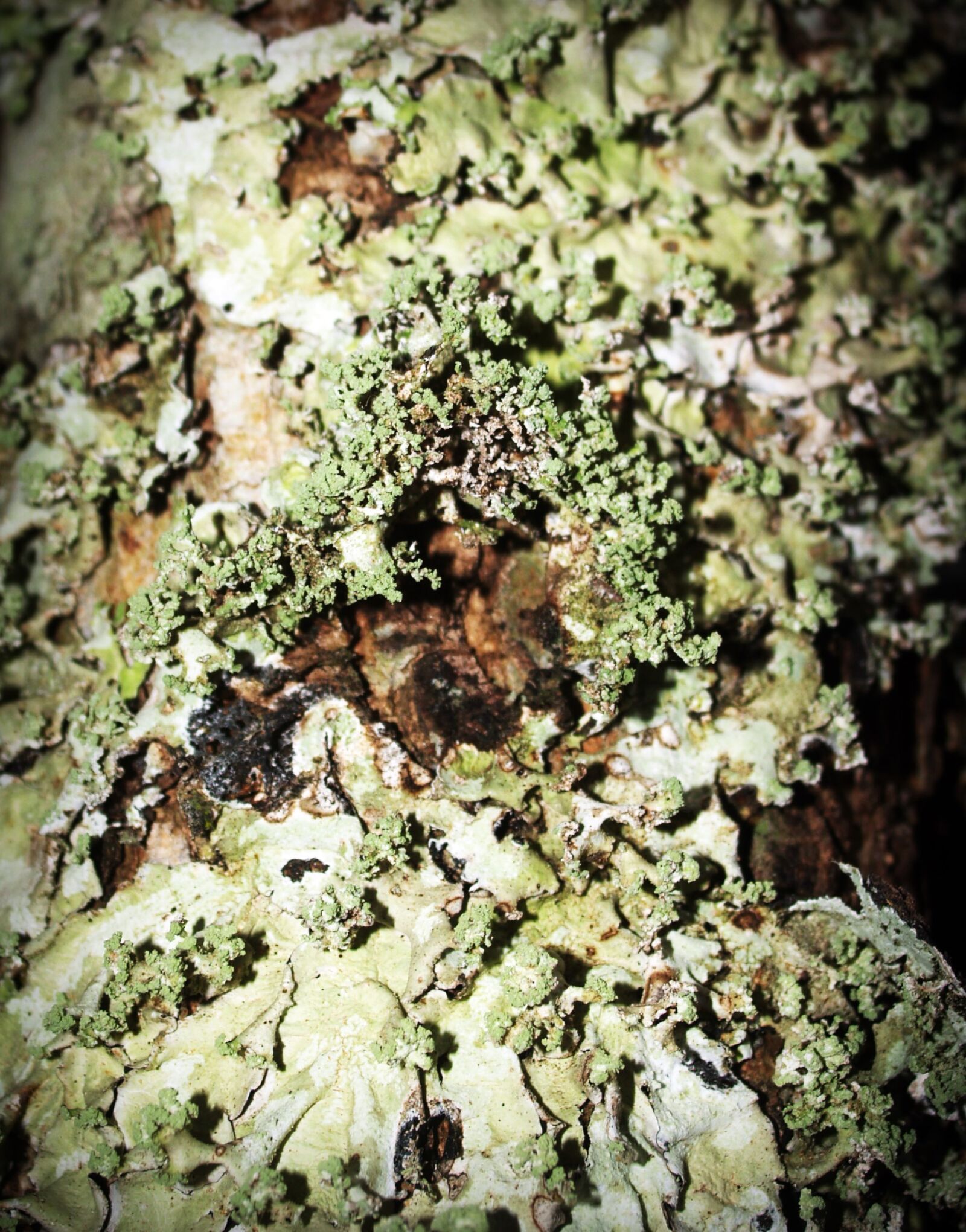 Olympus E-300 (EVOLT E-300) sample photo. Abstract, aging, antique, background photography