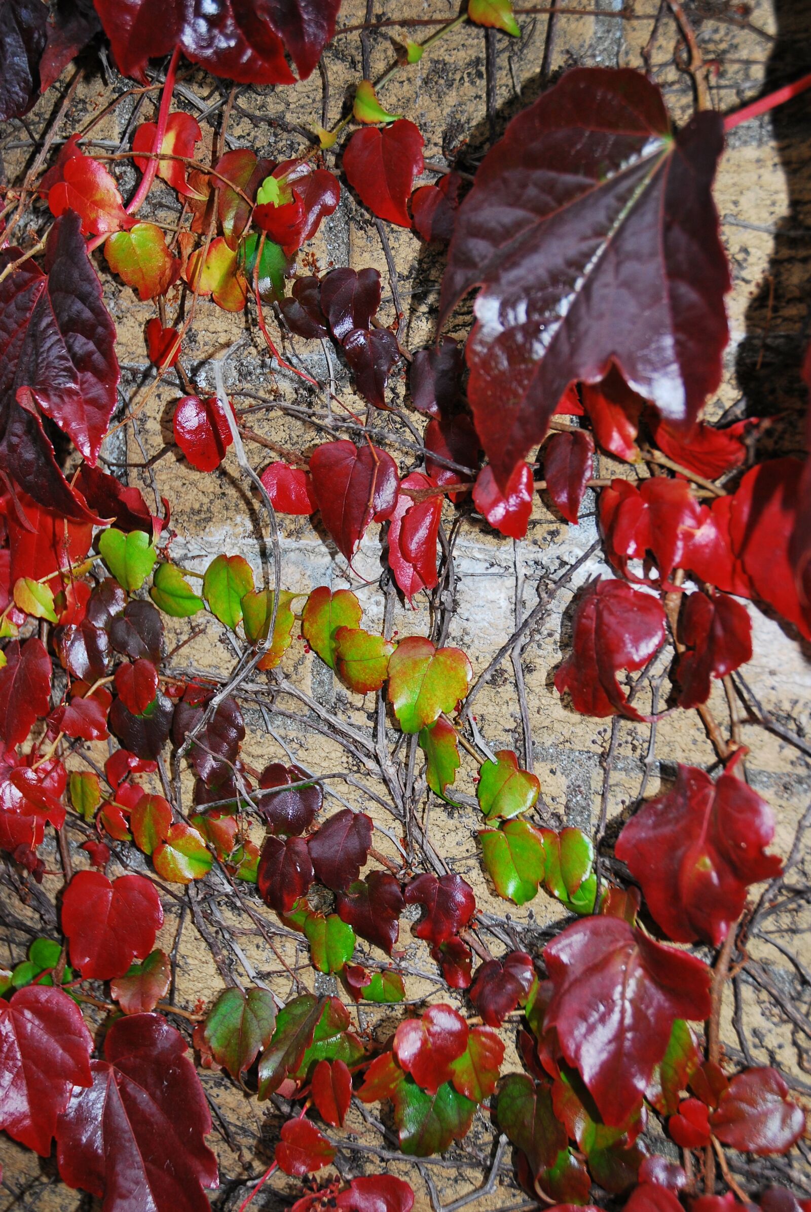 Nikon D60 sample photo. Autumn, multicoloured, leaves photography