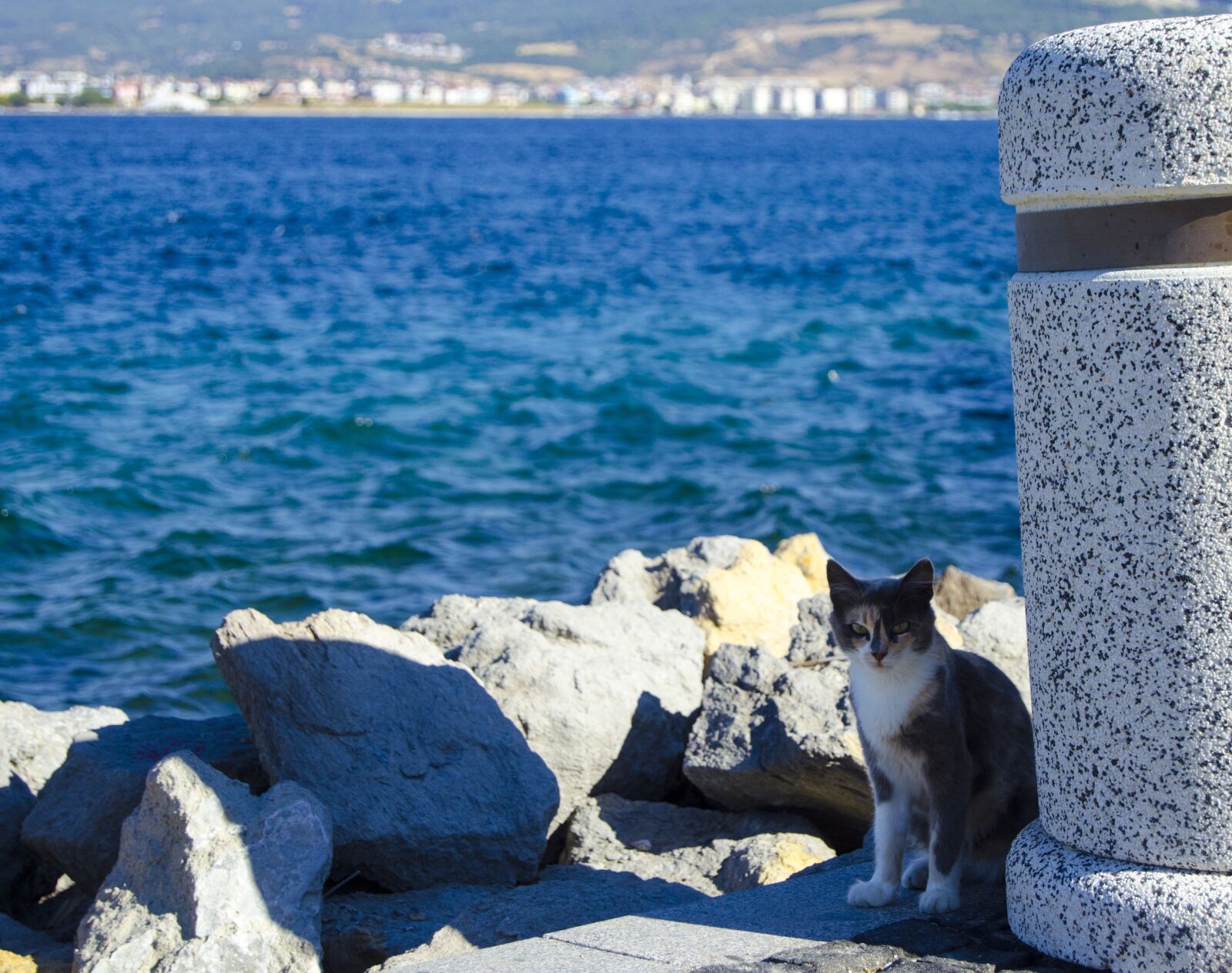Nikon D5100 sample photo. Cat, animal, portrait photography
