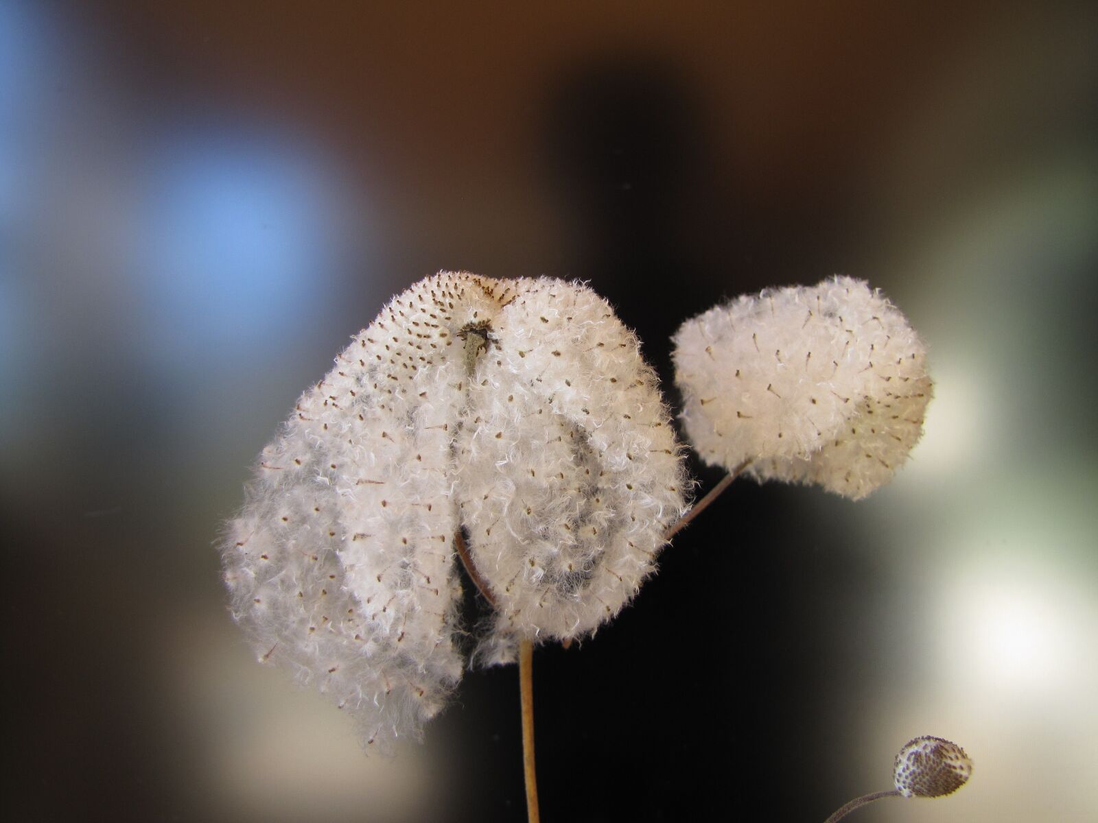 Canon PowerShot SX20 IS sample photo. Seeds was, japan anemone photography