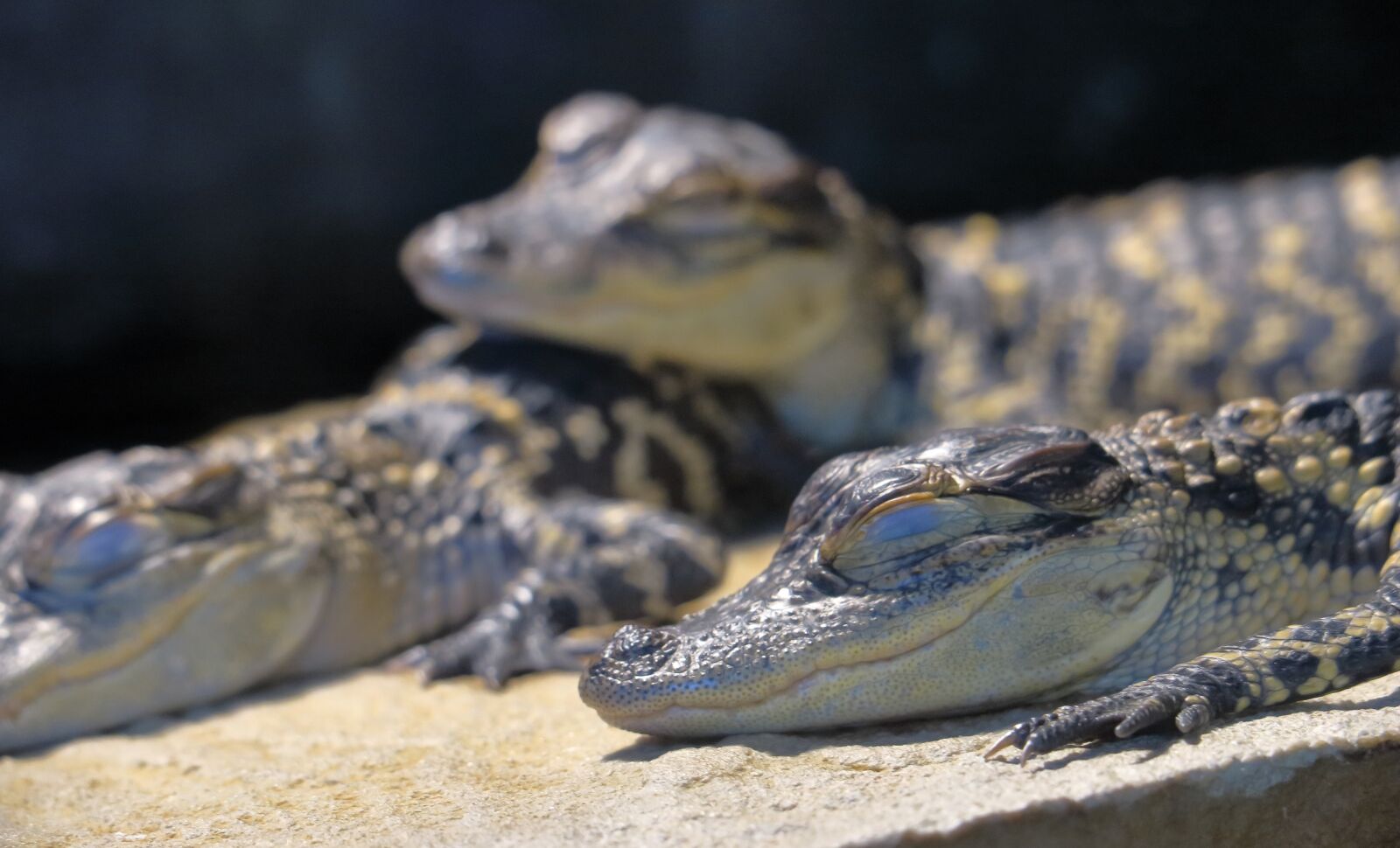 Canon PowerShot G3 X sample photo. Young alligators, sleeping, florida photography