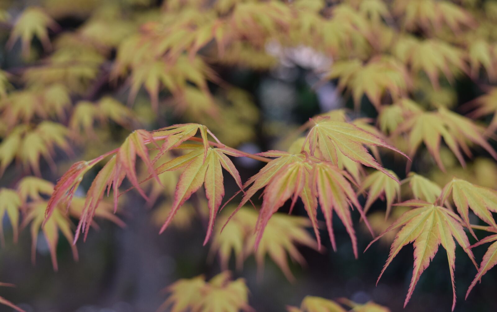 Nikon D5300 sample photo. Flowers, trees photography