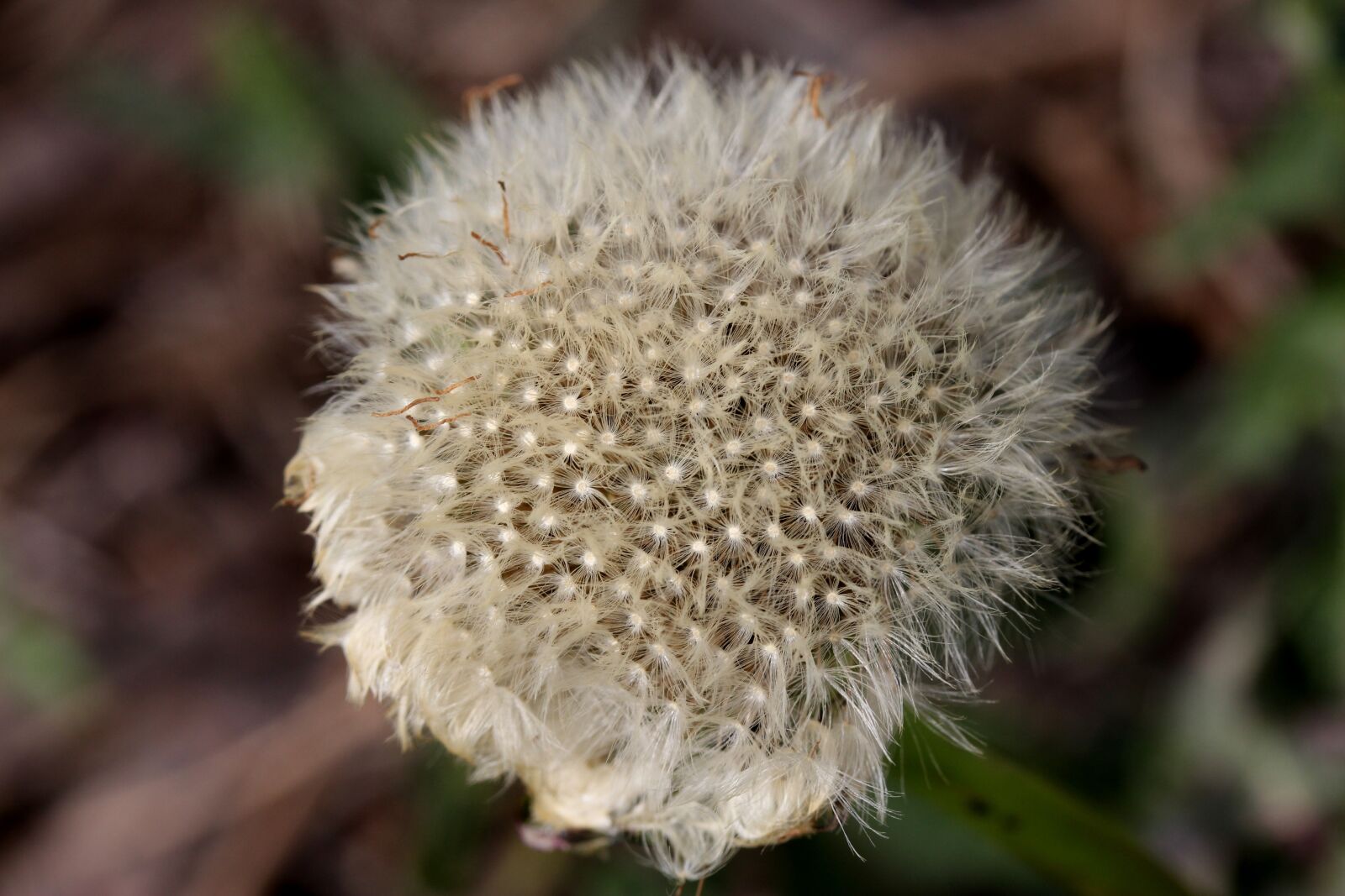 Canon EF-S 60mm F2.8 Macro USM sample photo. Dandelion, down, white photography
