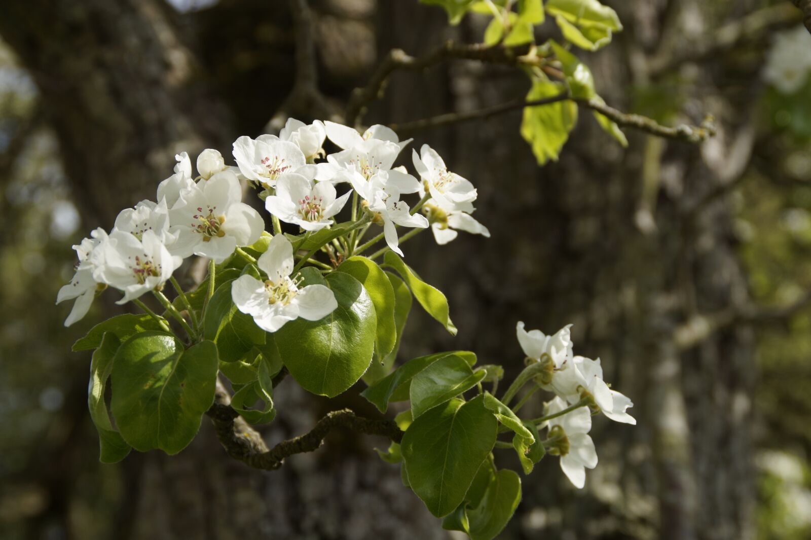Sony SLT-A58 sample photo. Apple blossom, blossom, bloom photography