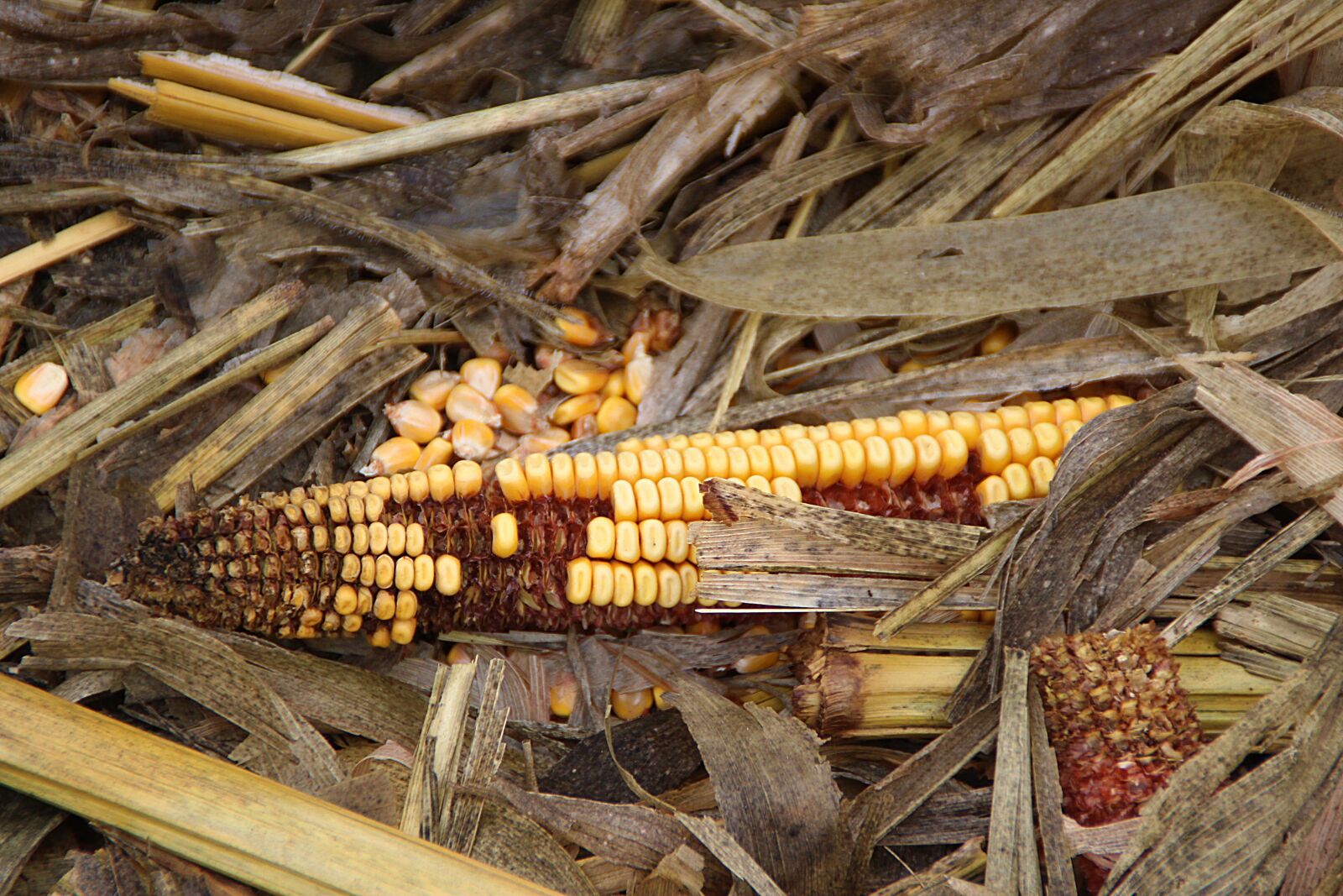 Canon EOS 600D (Rebel EOS T3i / EOS Kiss X5) sample photo. Corn, harvest, autumn photography
