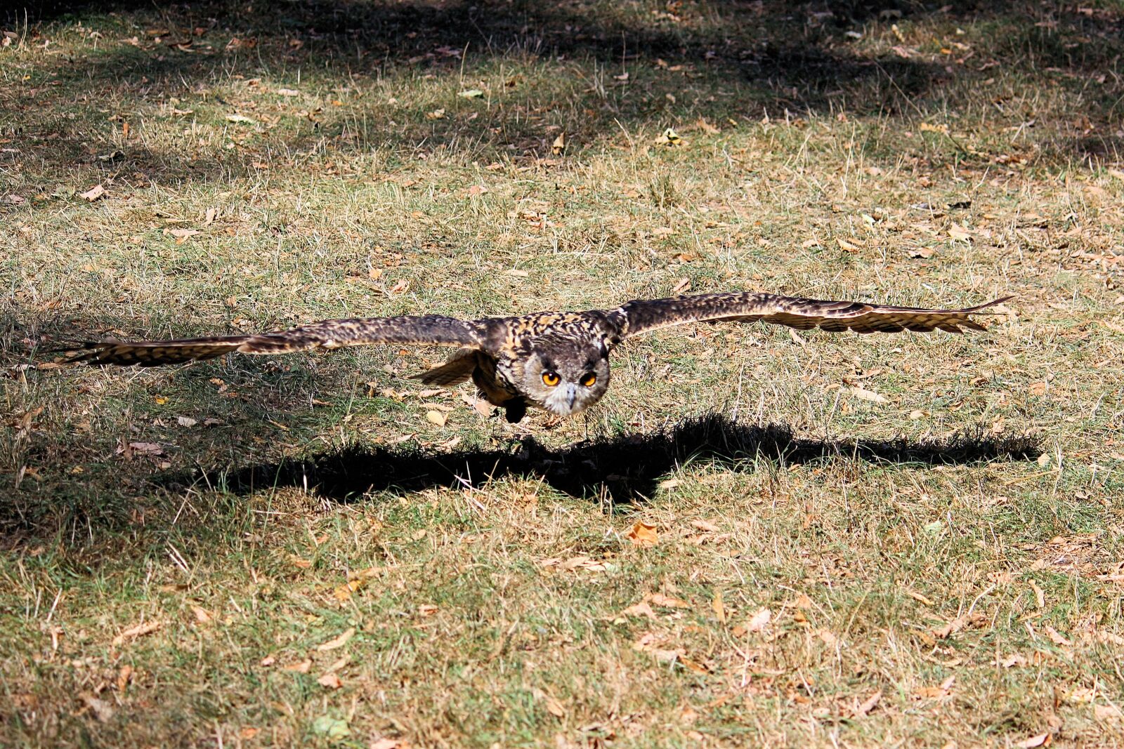 Canon EOS 600D (Rebel EOS T3i / EOS Kiss X5) sample photo. Young bird, owl, eagle photography