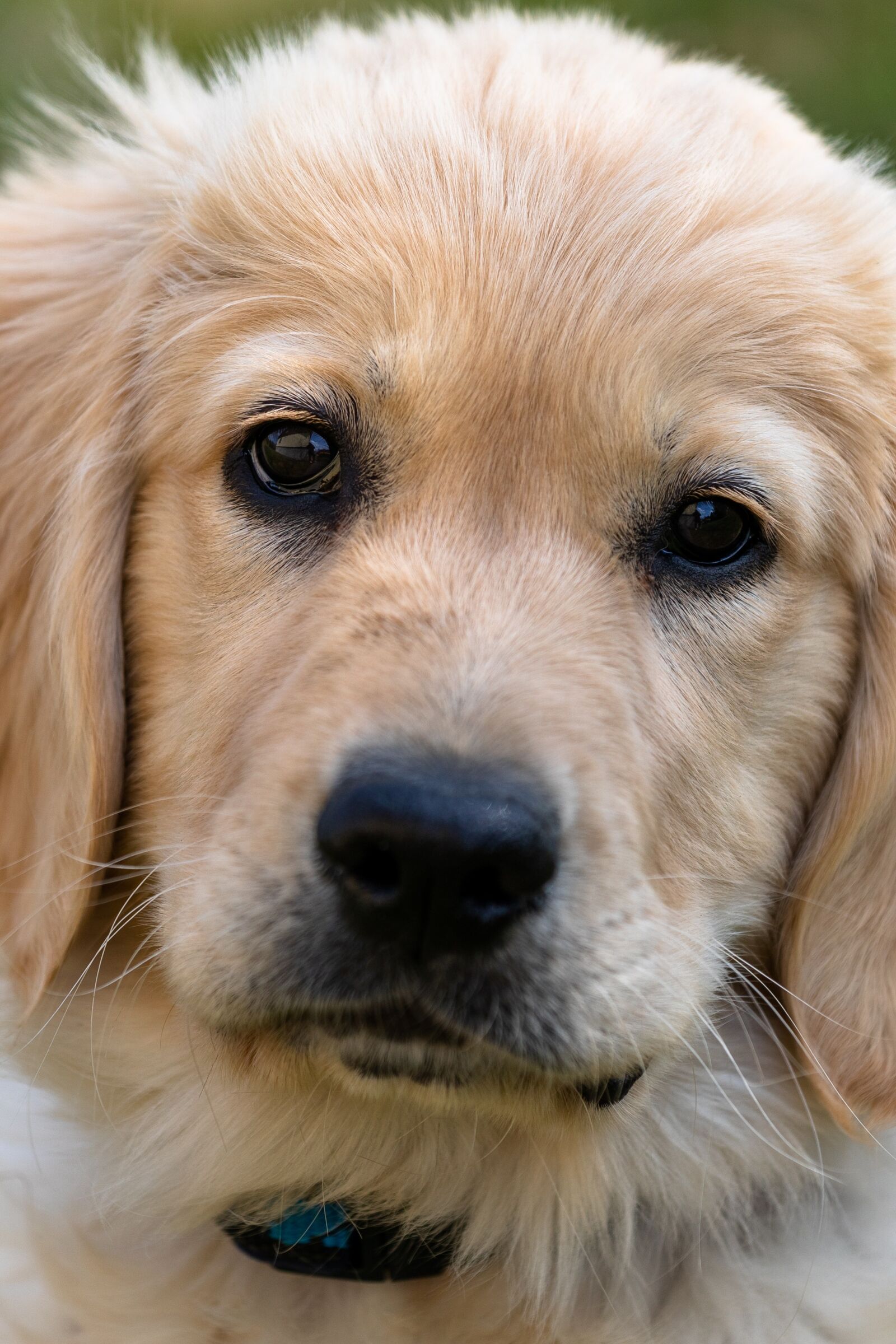 Canon EF 70-200mm F4L IS USM sample photo. Golden retriever, puppy, dog photography