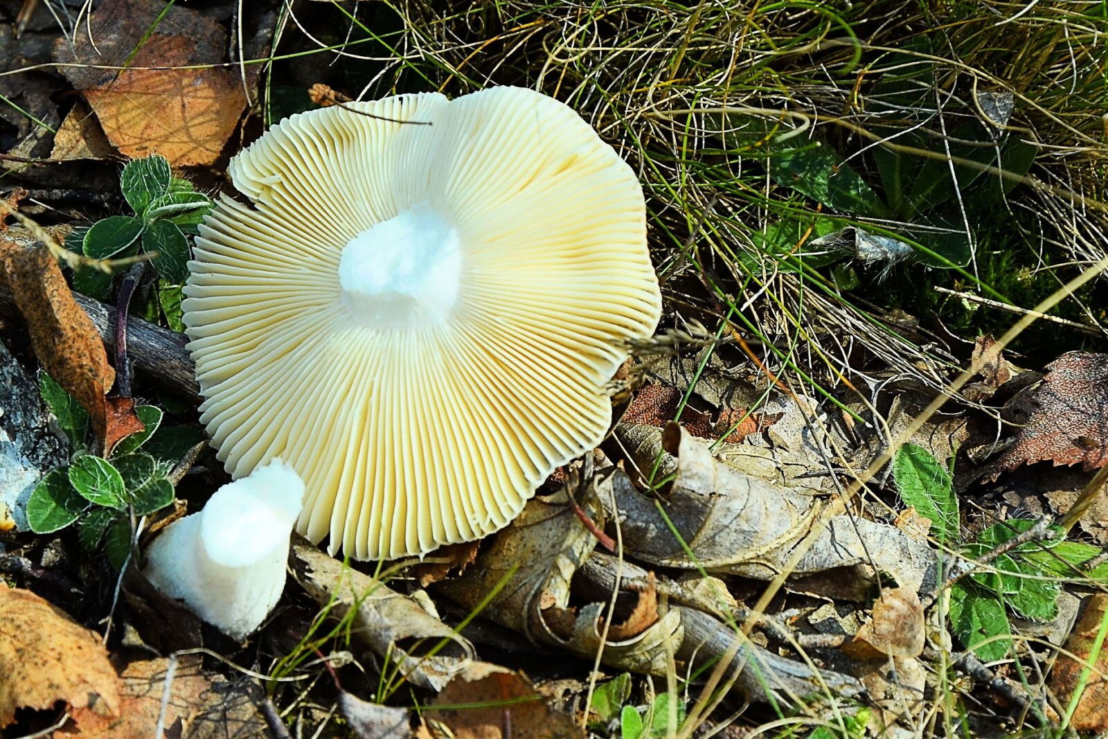 Nikon D5100 sample photo. Mushroom, forest, forest floor photography