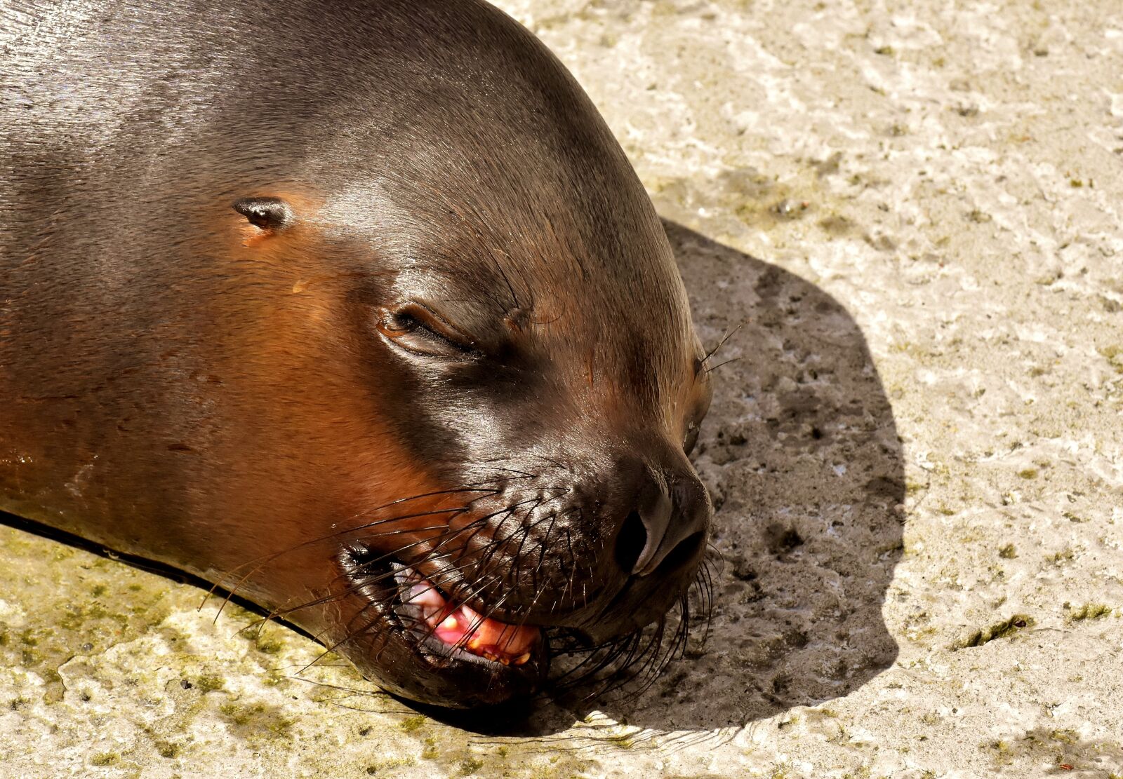 Nikon D7200 sample photo. Seal, sea lion, water photography