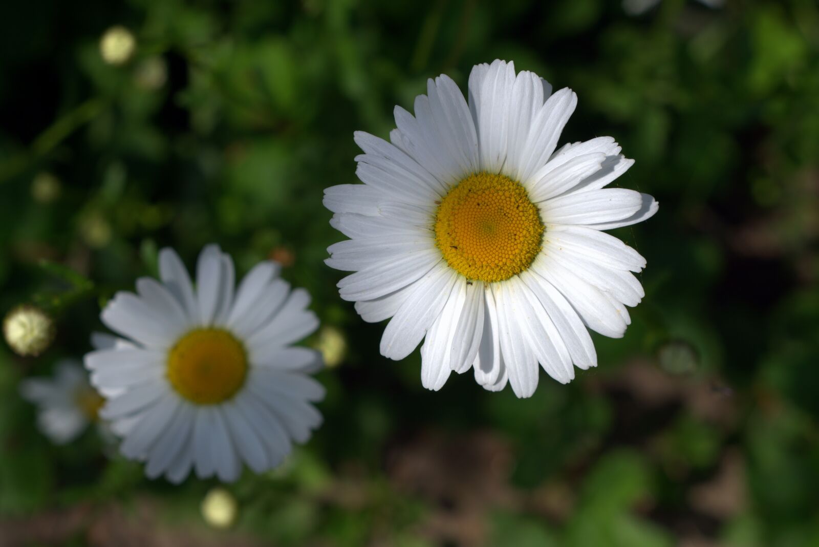 Pentax K-S2 sample photo. Daisies, white flakes, flower photography