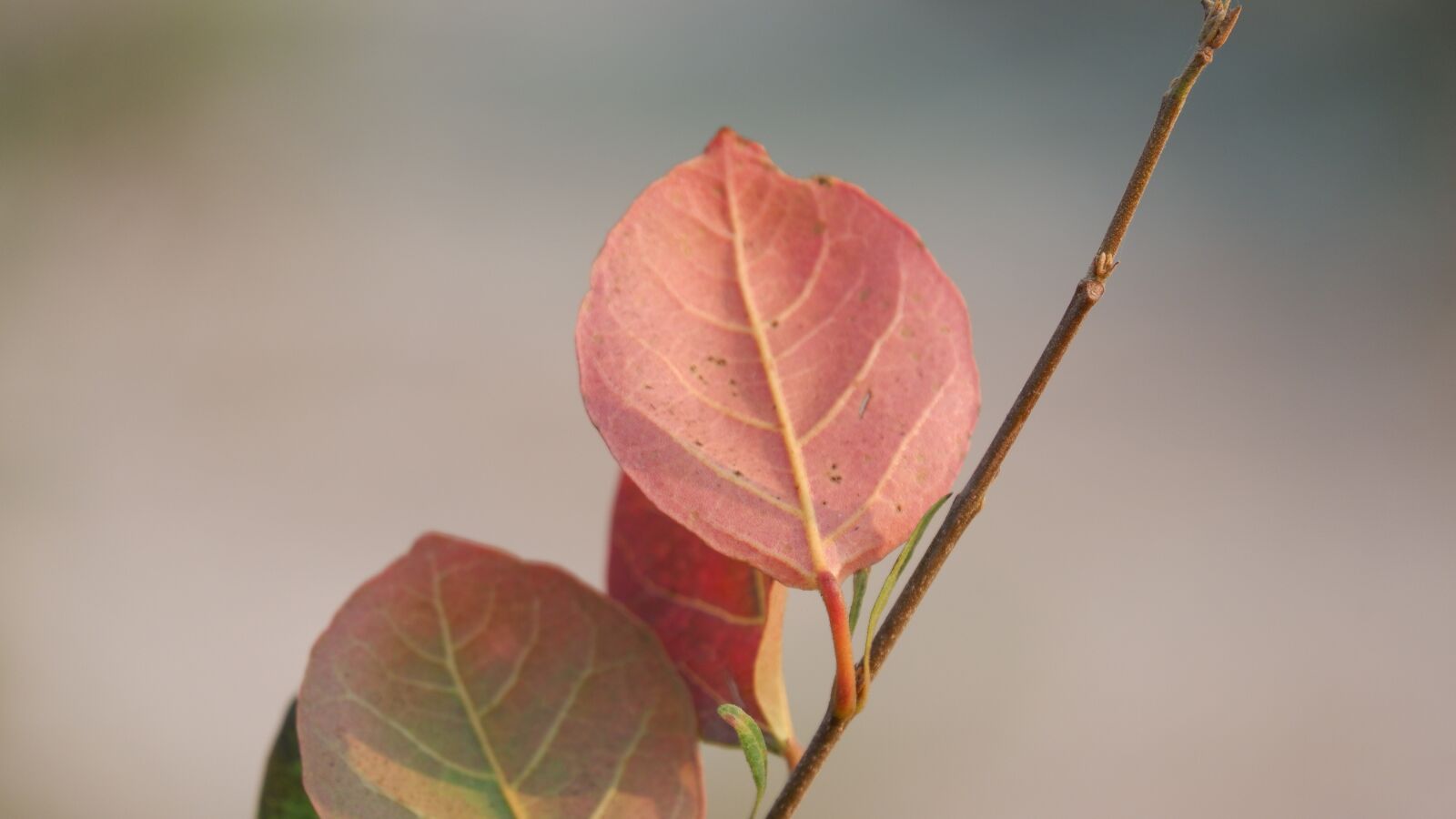 Fujifilm X-A5 sample photo. Plant, leaves, red leaf photography