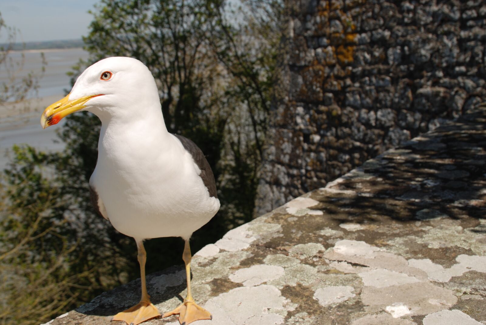Nikon D80 sample photo. Gull, bird, sea photography