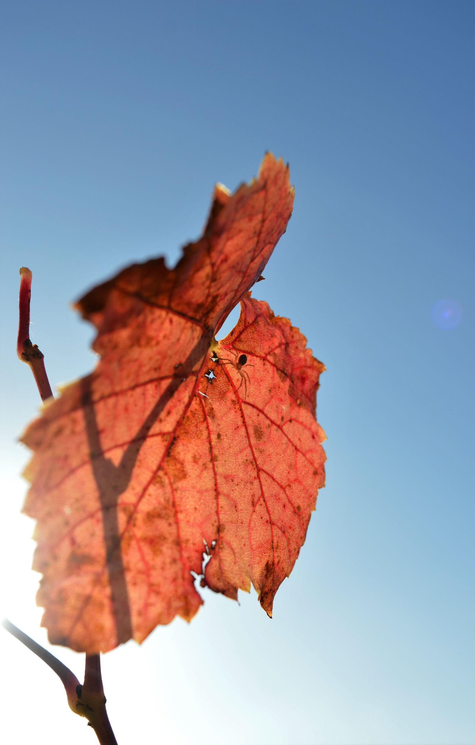 Nikon D3200 sample photo. Spin, bug, garden photography