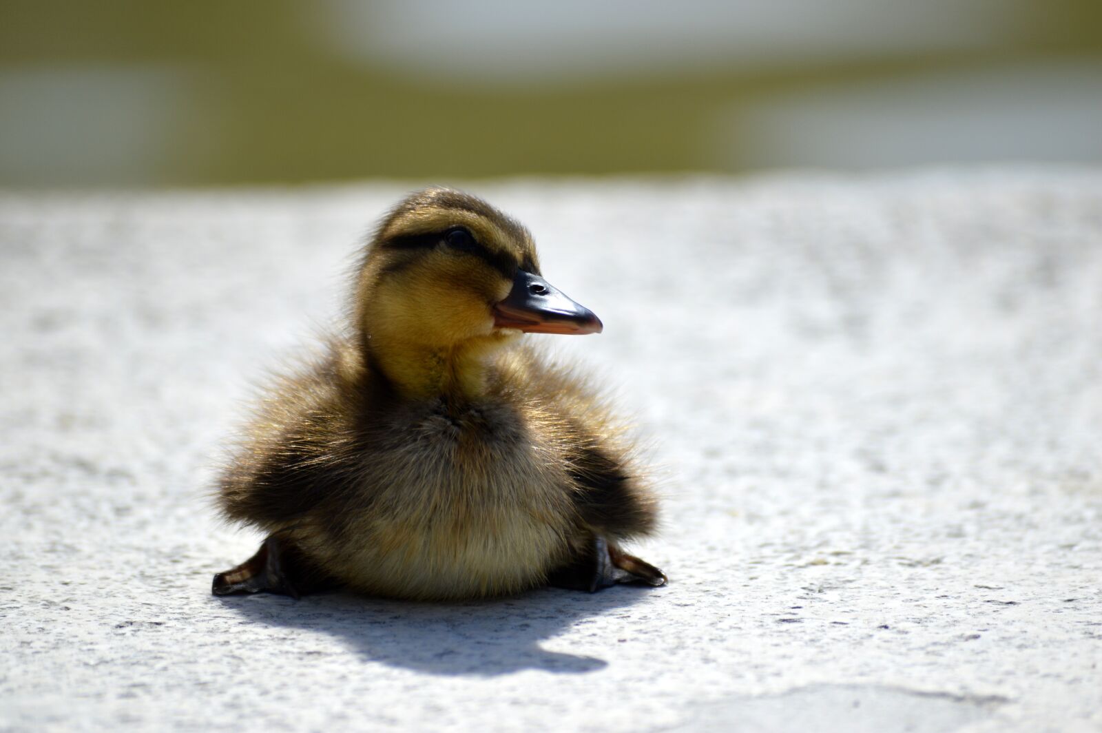 Nikon D3200 sample photo. Duckling, duck, wild ducks photography