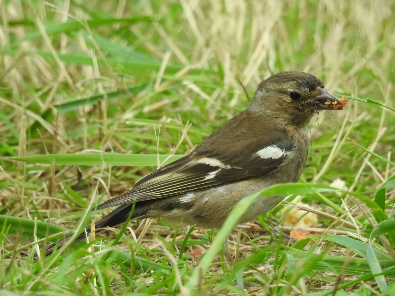 Nikon Coolpix P900 sample photo. Sparrow, birds, nature photography