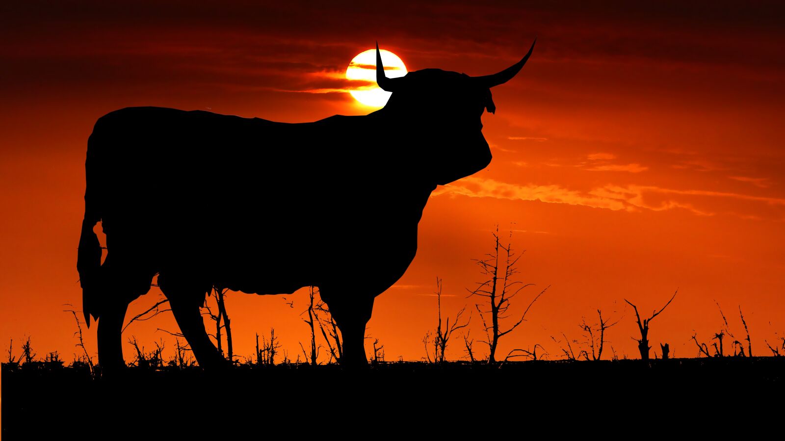 Panasonic Lumix DMC-FZ200 sample photo. Sunset, cow, nature photography