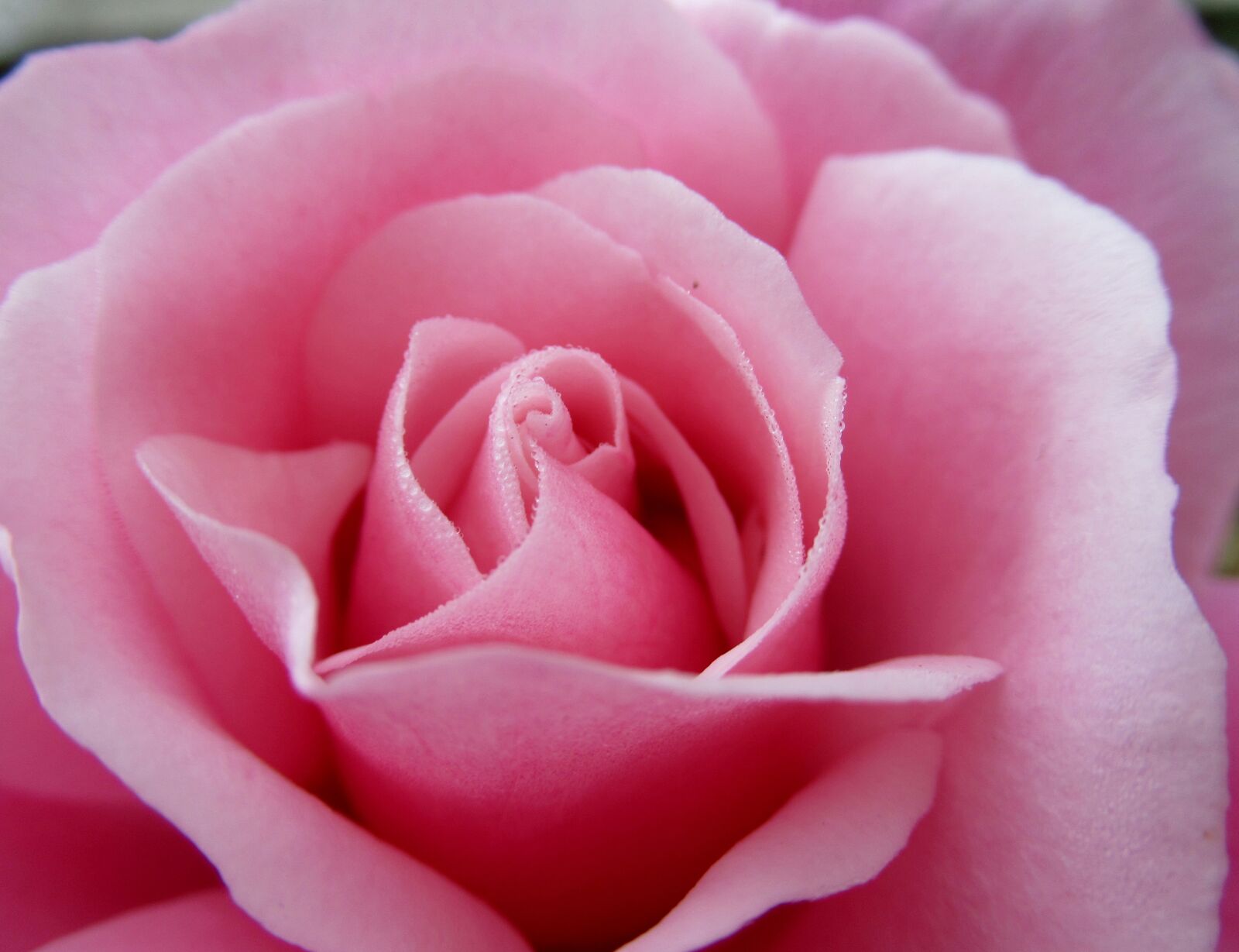 Canon PowerShot SX620 HS sample photo. Flower, rose, petals photography