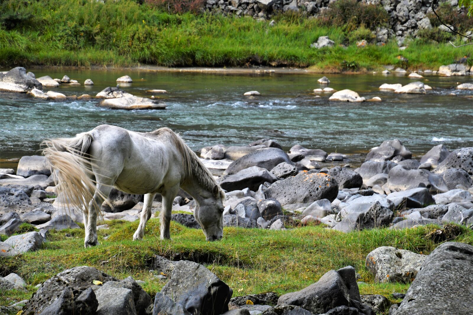 Nikon D7500 sample photo. Horse, water, mold photography