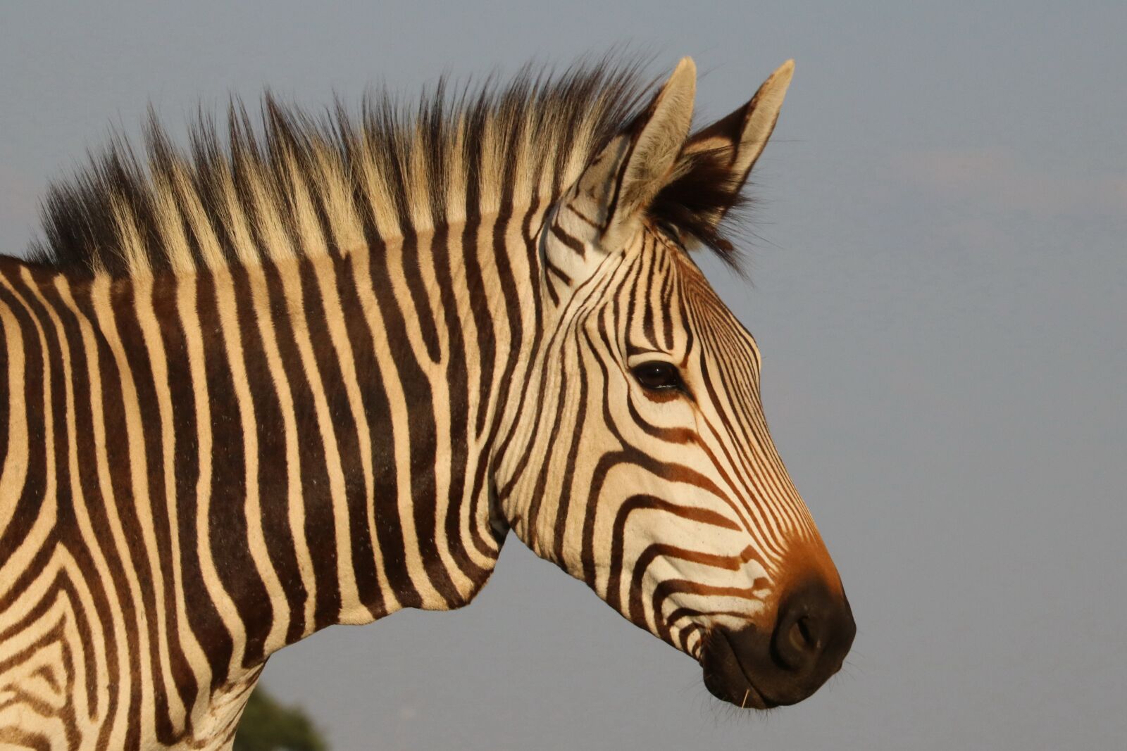 Canon EF 70-300mm F4-5.6L IS USM sample photo. Hartmann's, zebra, mountain zebra photography